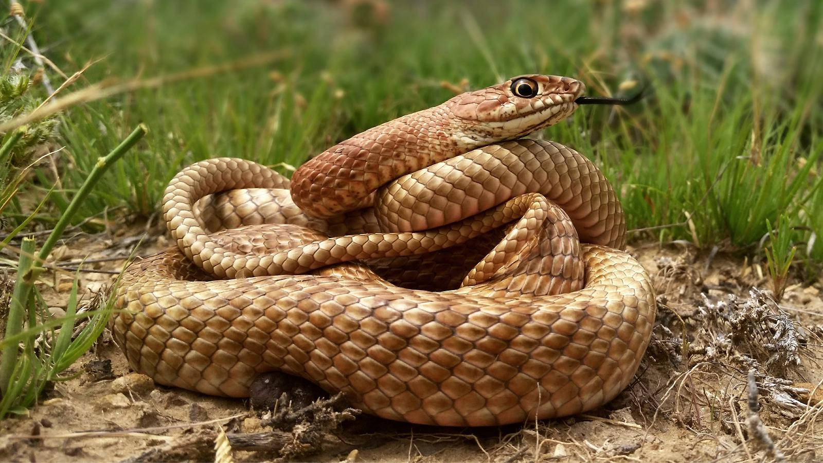 Gopher Snake, coiled into a ball, brown snake, HD Desktop Wallpaper