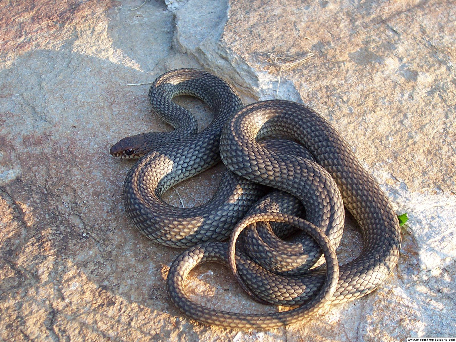 Gopher Snake, dark brown body, sunlit textured rocks, HD Desktop Wallpaper