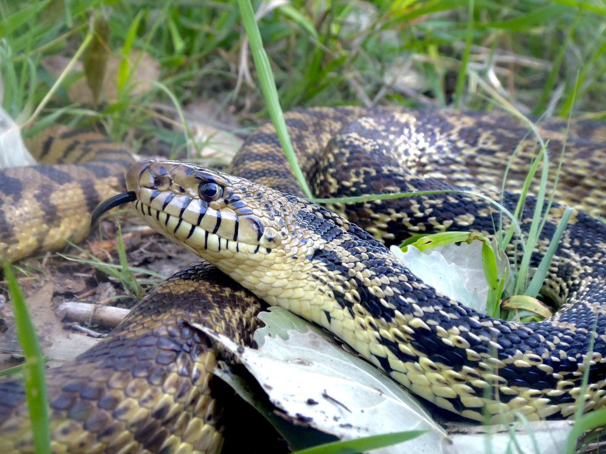 Gopher Snake, diurnal type eyes, green grass, Full HD Desktop Wallpaper