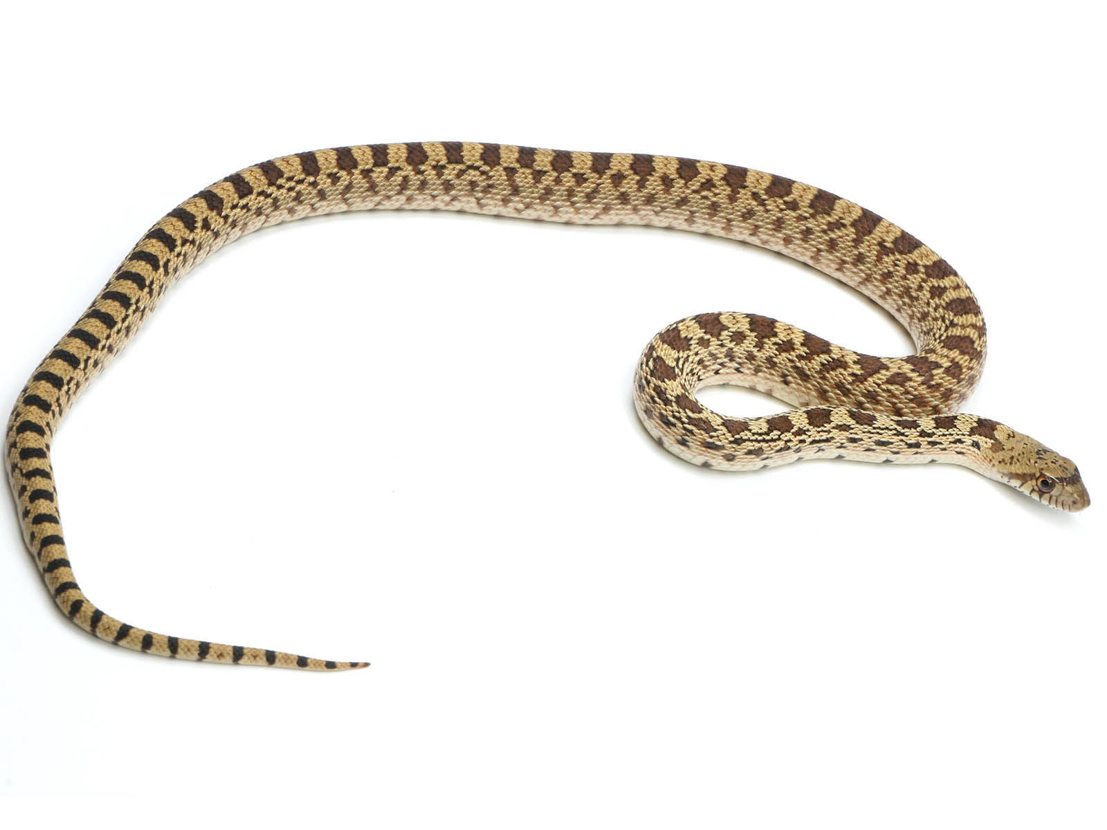 Gopher Snake, brown and tan scales, long body, HD Desktop Wallpaper