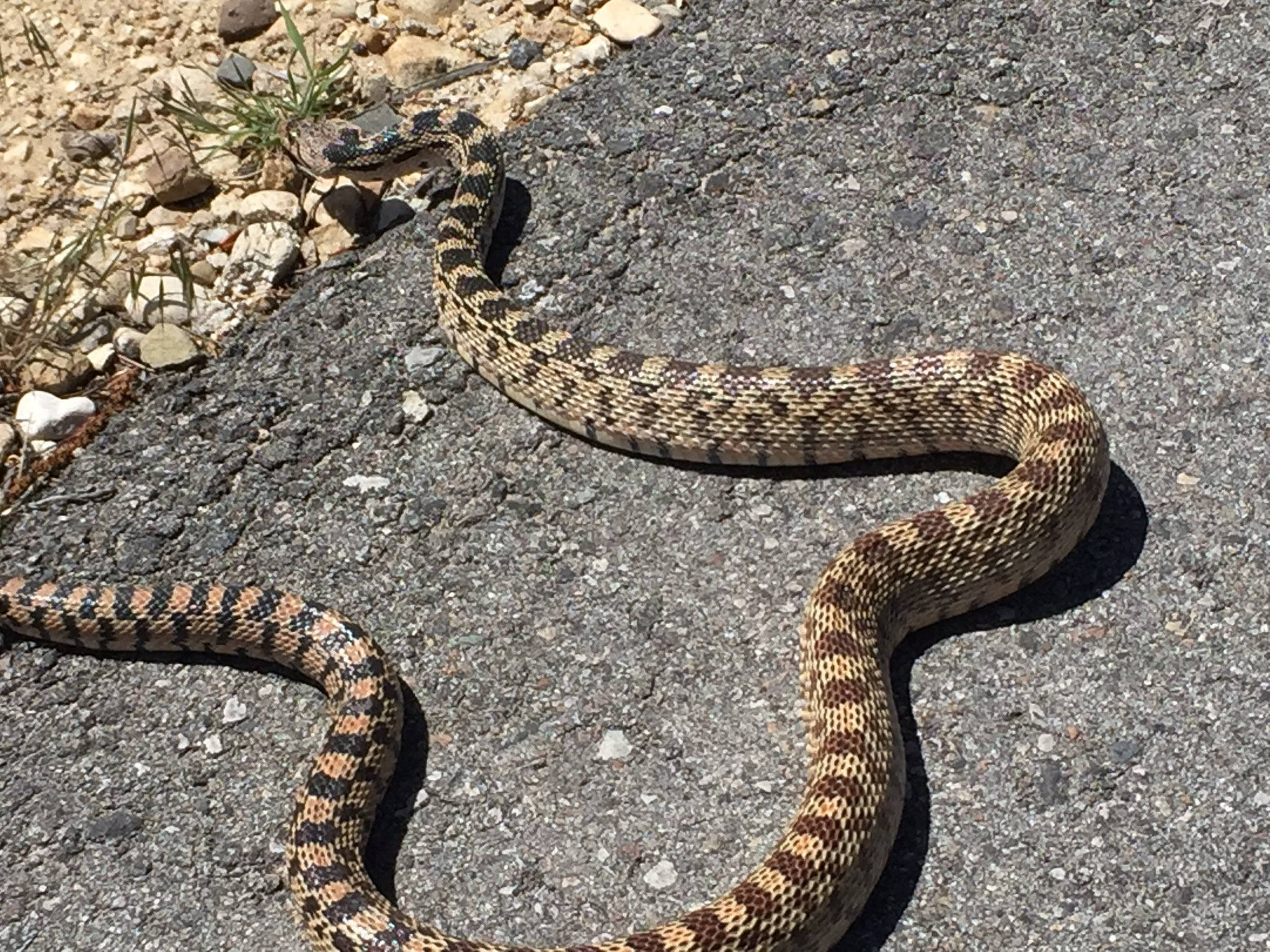 Gopher Snake, sunlit asphalt road, gravel, Full HD Desktop Wallpaper