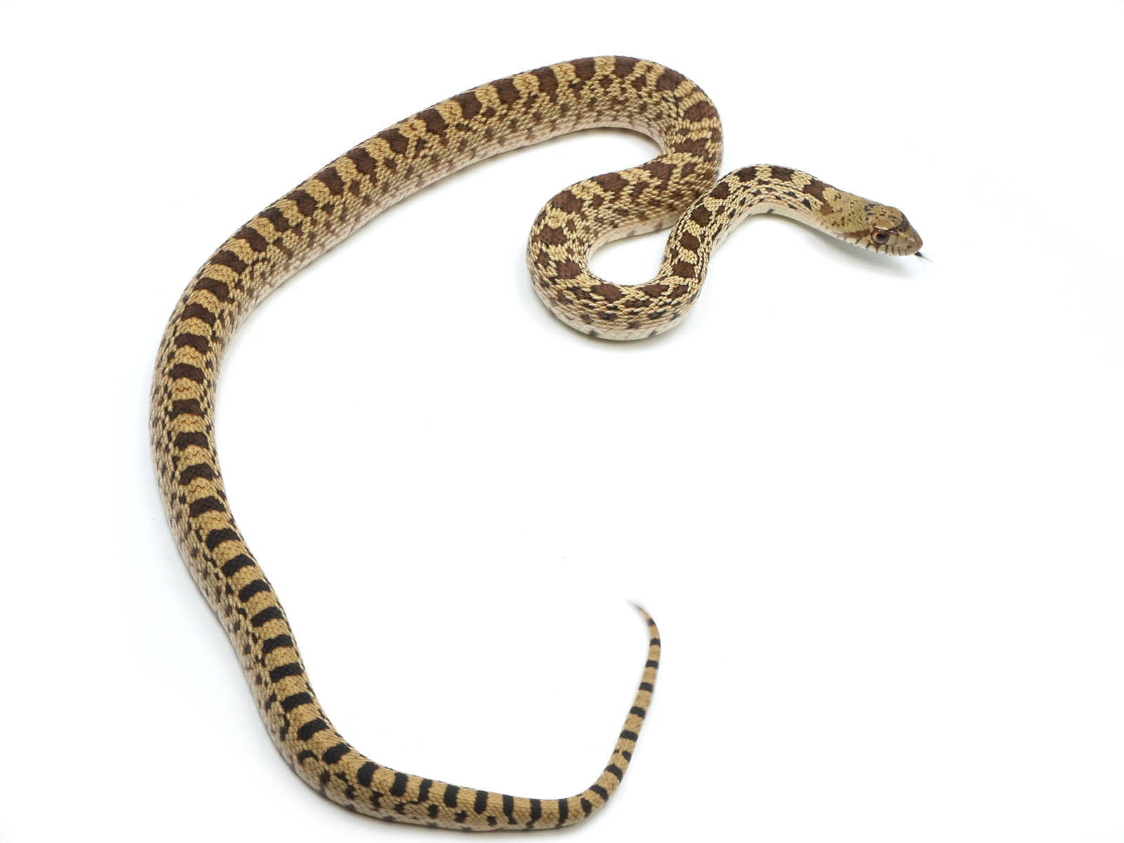 Gopher Snake, brown and tan scales, coils gracefully, HD Desktop Wallpaper