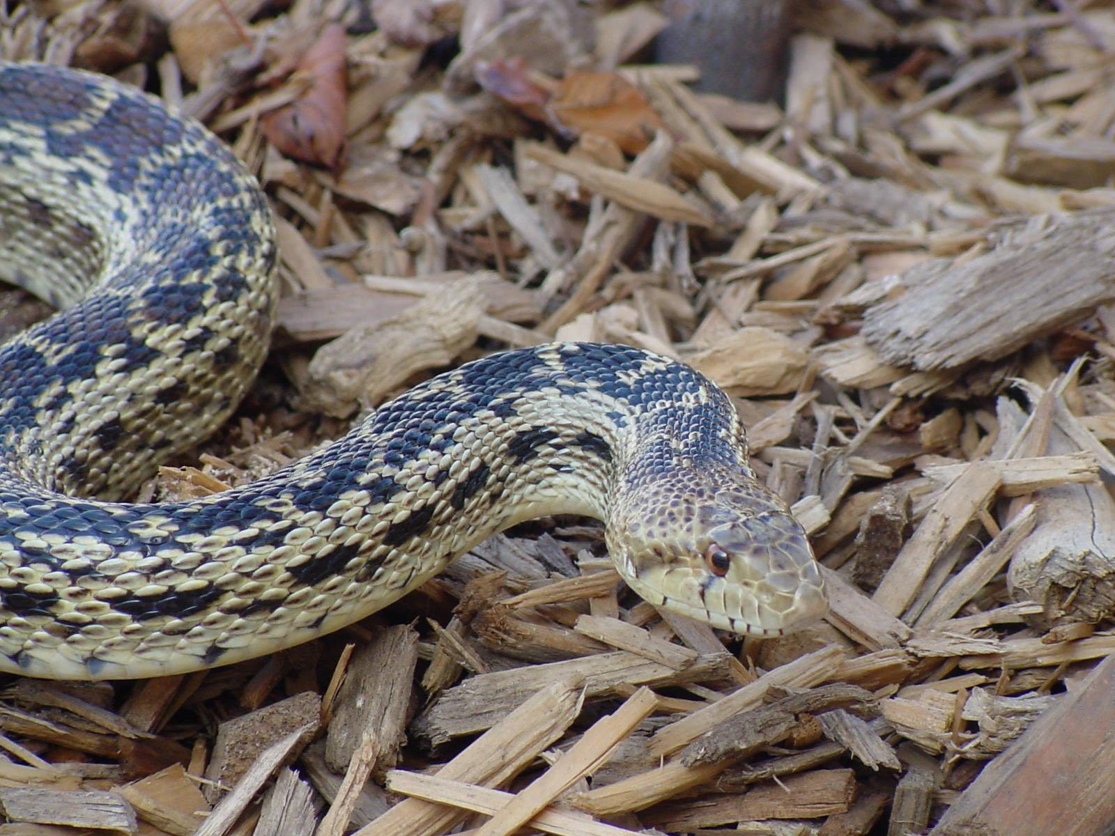gopher snake, forest floor, dry wood chips, HD Desktop Wallpaper