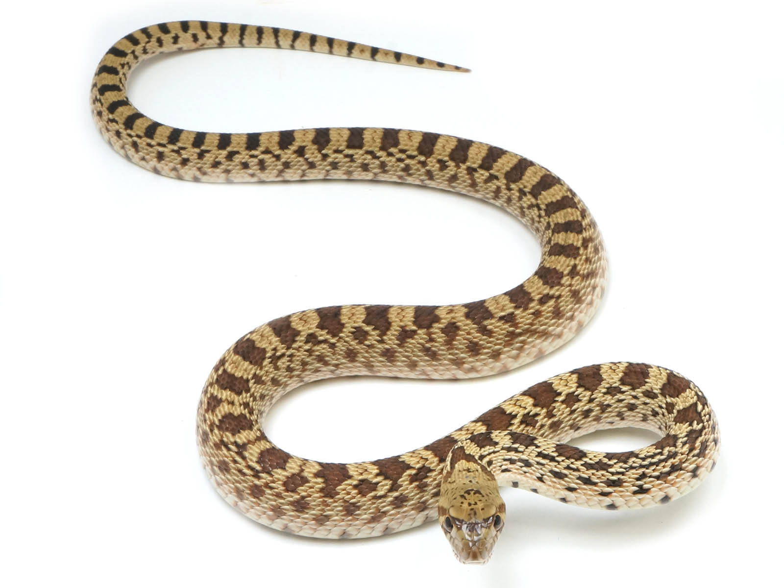 Gopher Snake, brown and tan scales, coils gracefully, HD Desktop Wallpaper