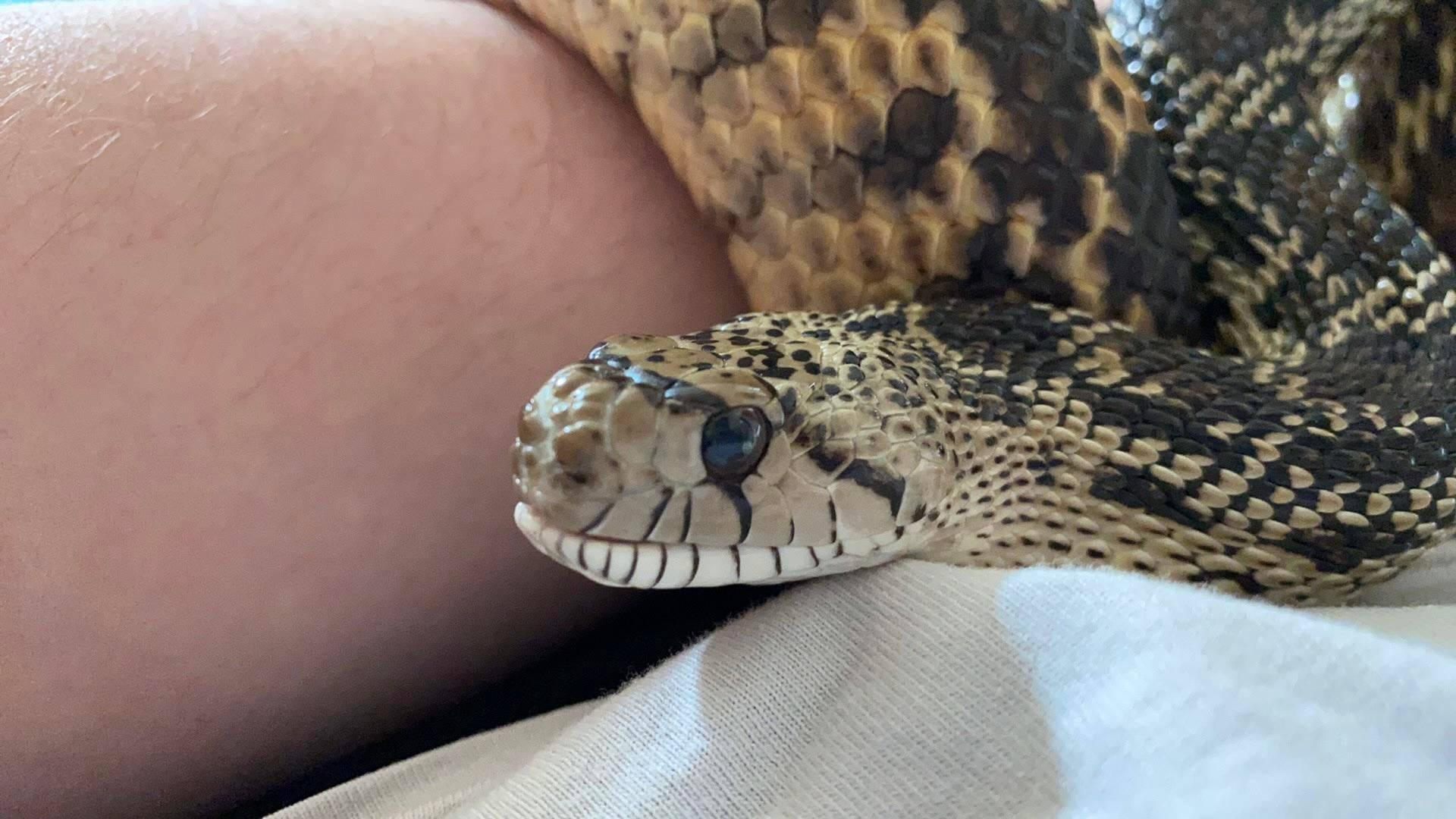 Gopher Snake, docile reptile, patterned snake, Full HD Desktop Wallpaper