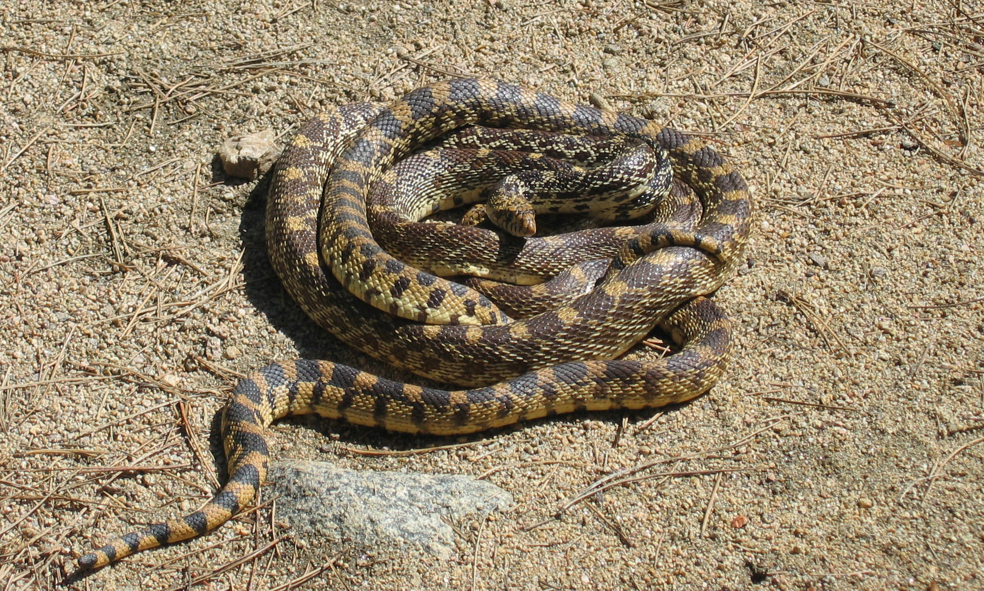 Gopher Snake, black patterned scales, bold black and yellow bands, Full HD Desktop Wallpaper