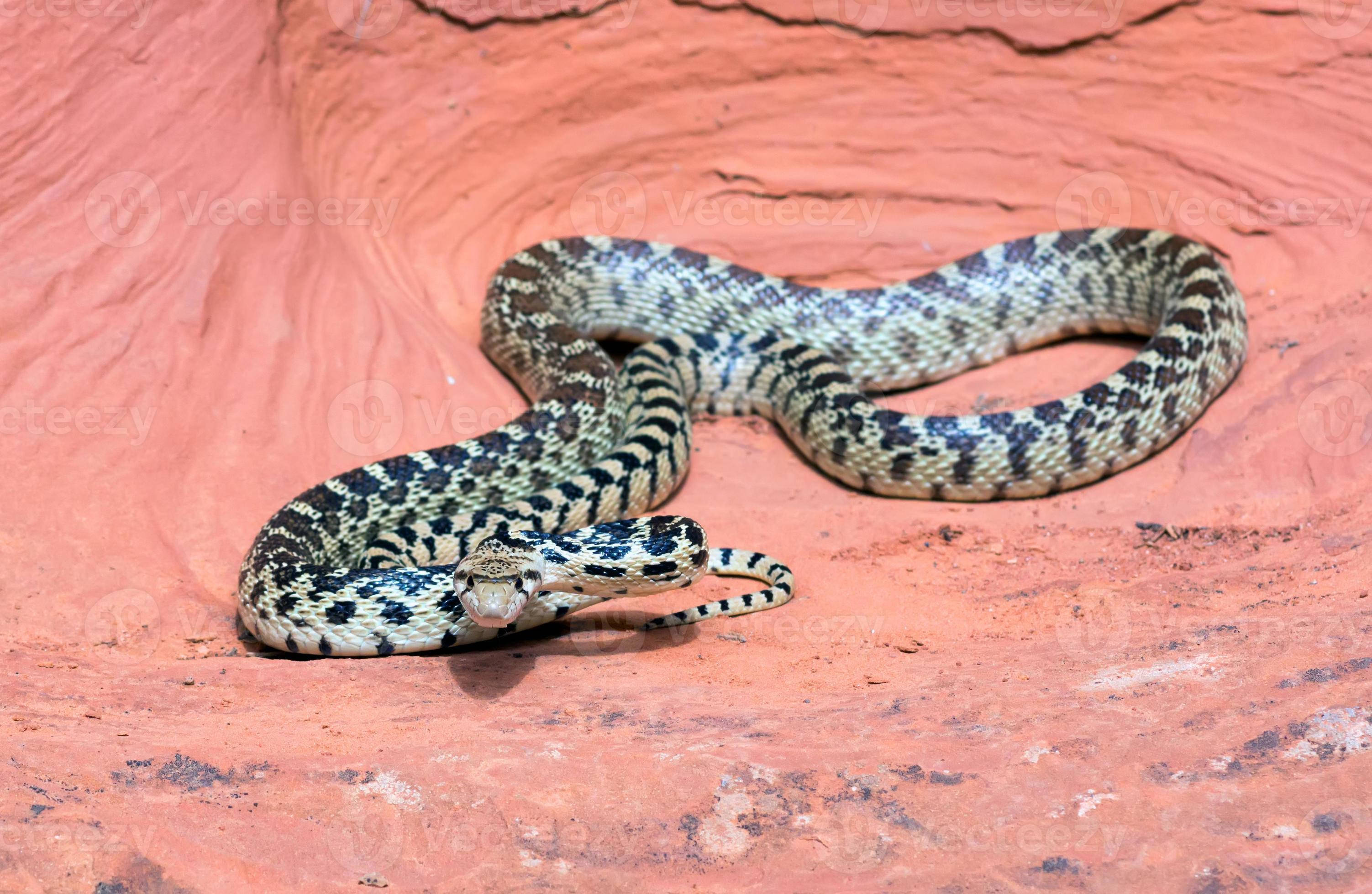 Gopher Snake, cave, textured reddish rock, 2K Desktop Wallpaper