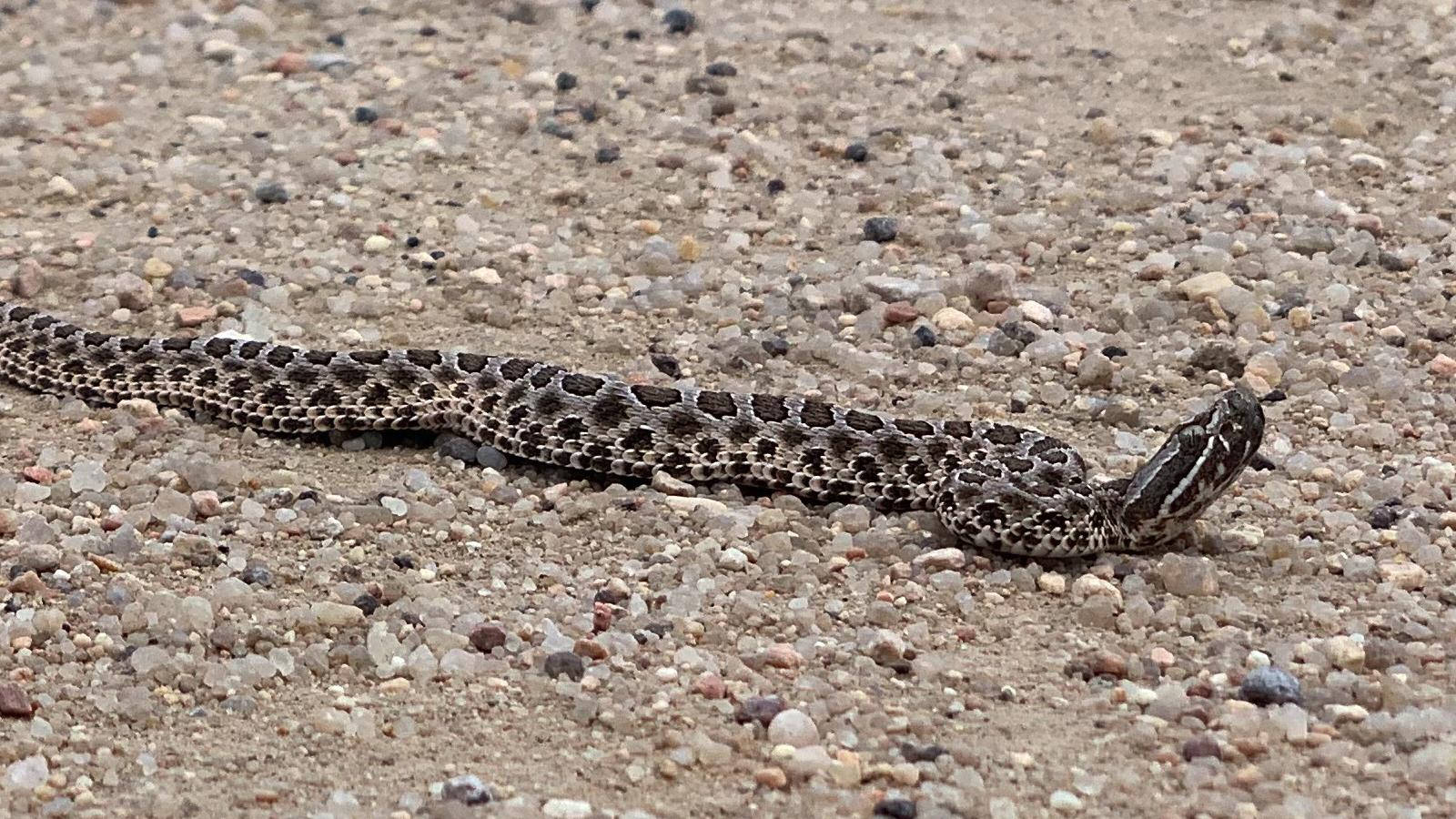 Gopher Snake, dark blotches, gravelly terrain, HD Desktop Wallpaper