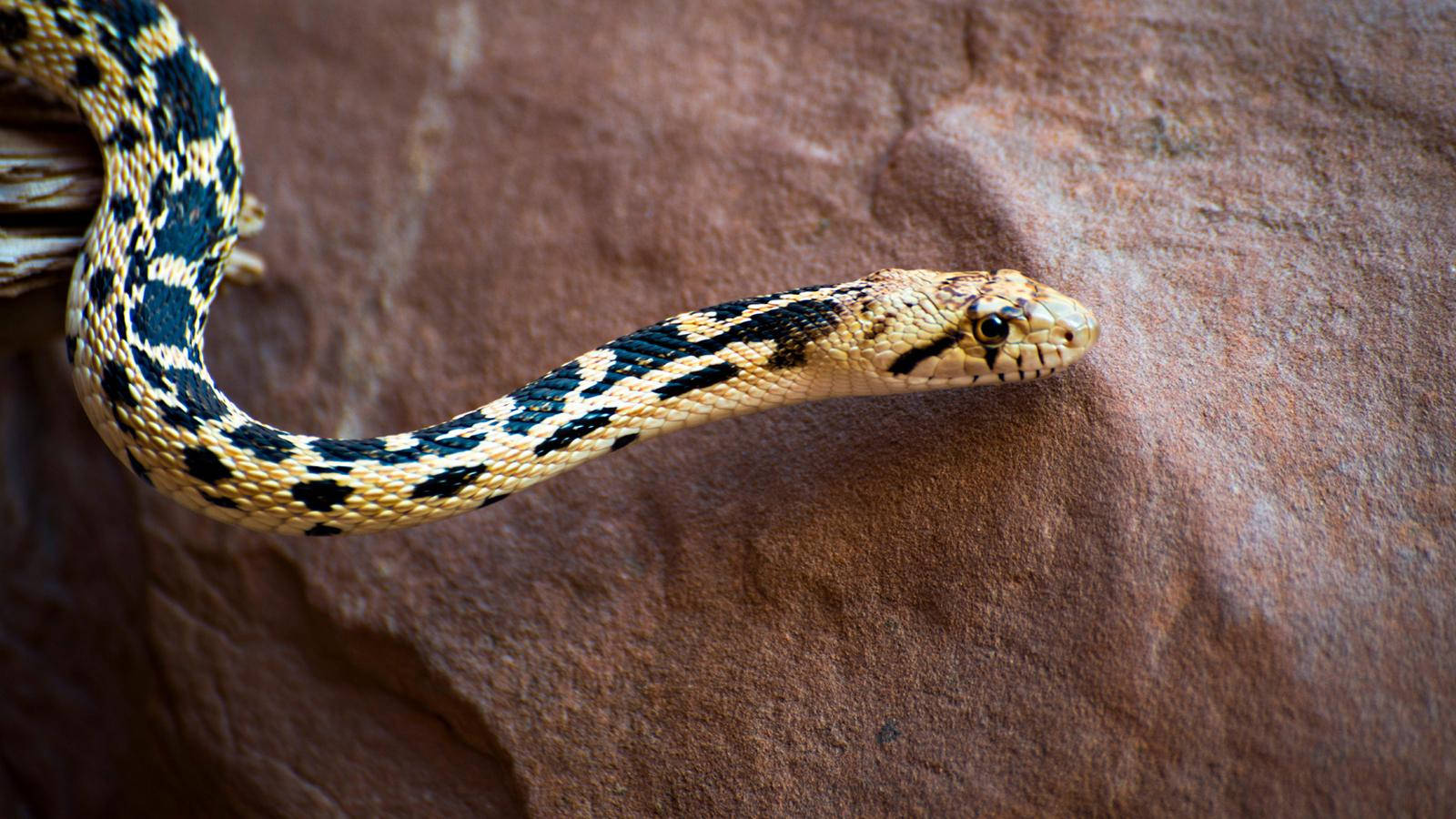 Gopher Snake, black pattern, tan scales, HD Desktop Wallpaper