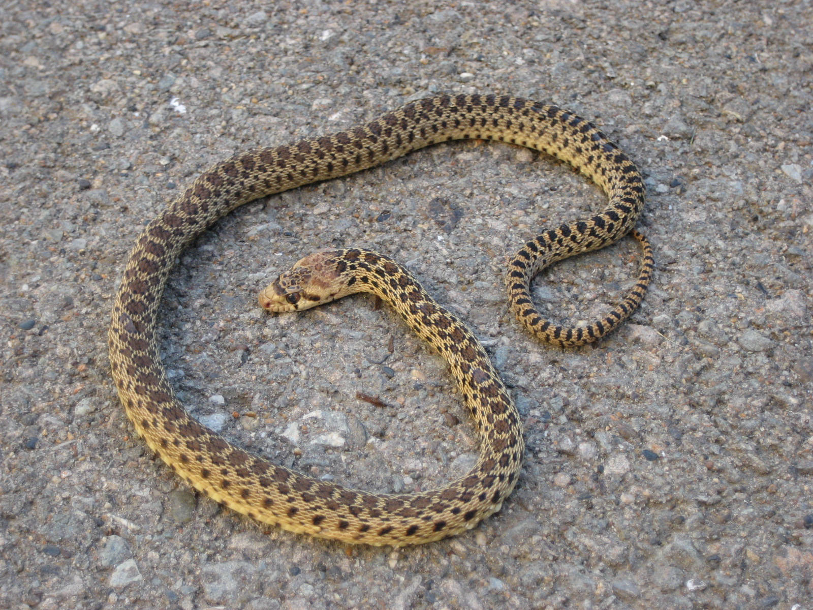 Gopher Snake, juvenile, patterned snake, HD Desktop Wallpaper