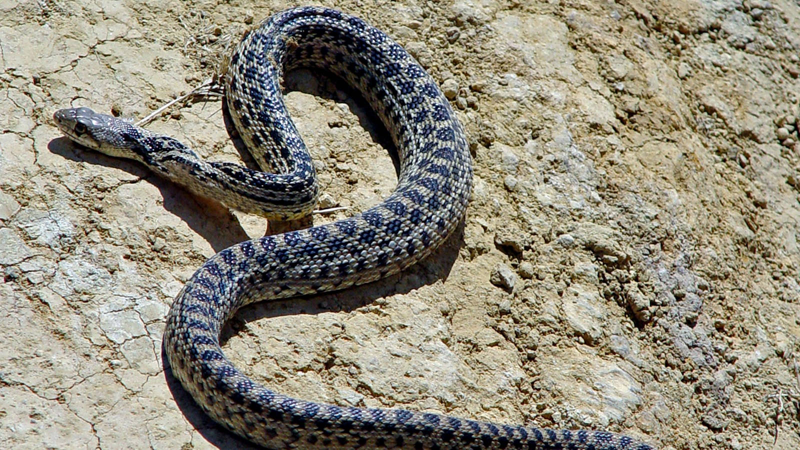 Gopher Snake, black and gray scales, sunlit cracked earth, HD Desktop Wallpaper