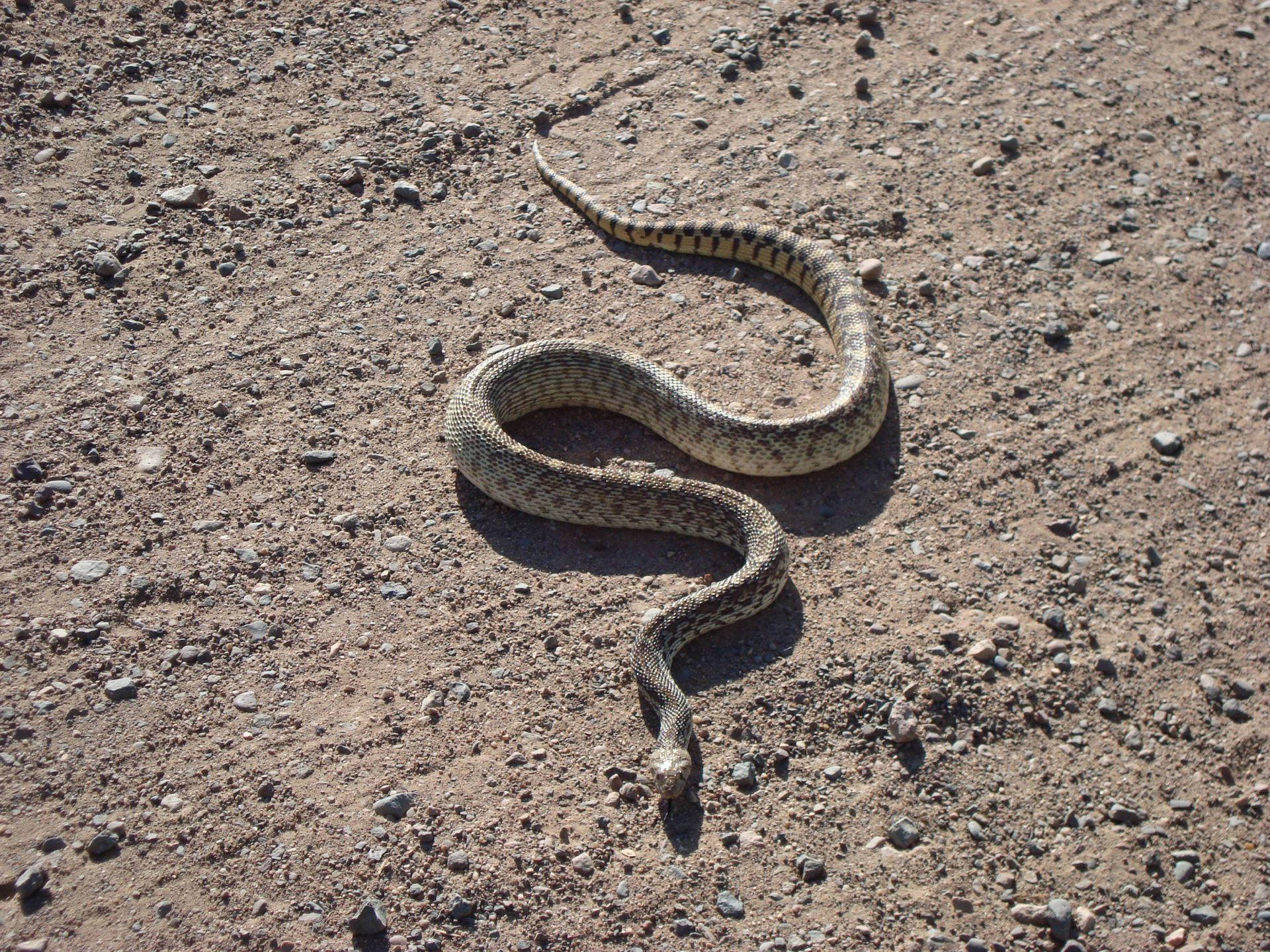 Gopher Snake, S-shaped body, sunlit gravel, Full HD Desktop Wallpaper