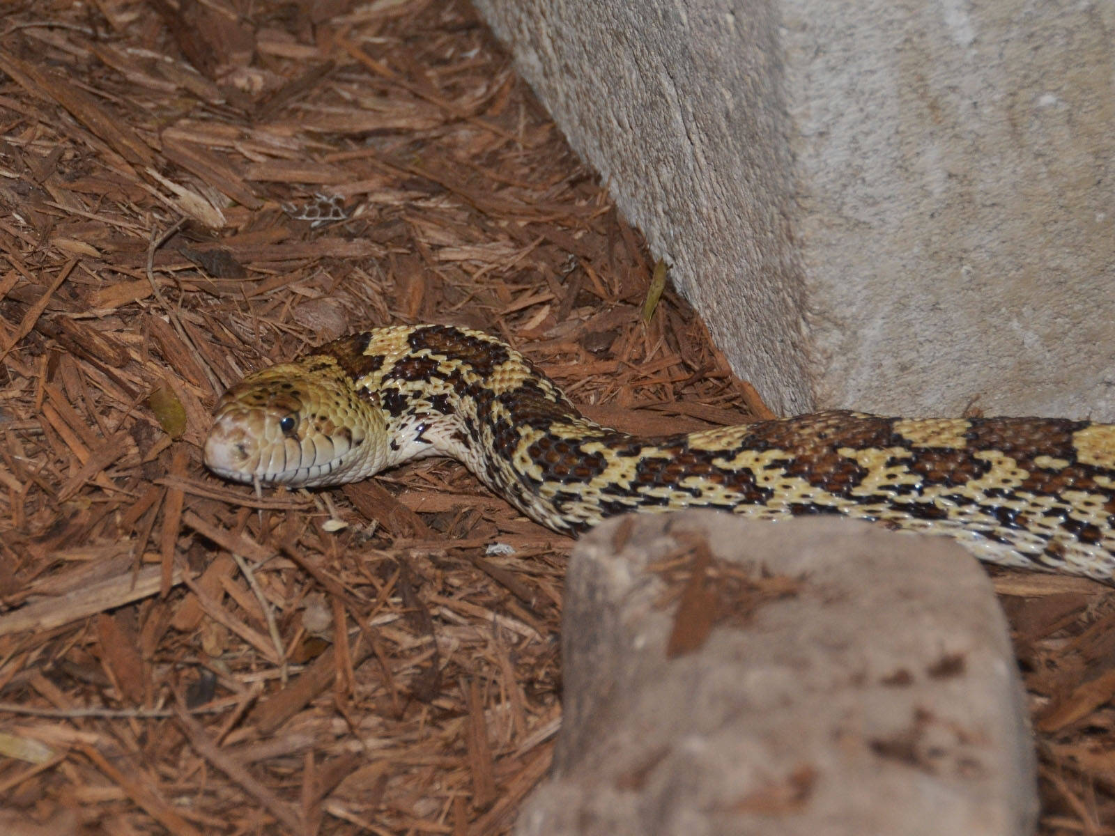 Gopher Snake, brown and tan scales, wood chips, HD Desktop Wallpaper