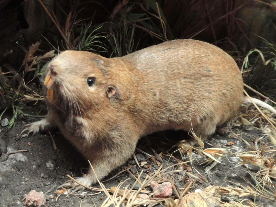 Gopher