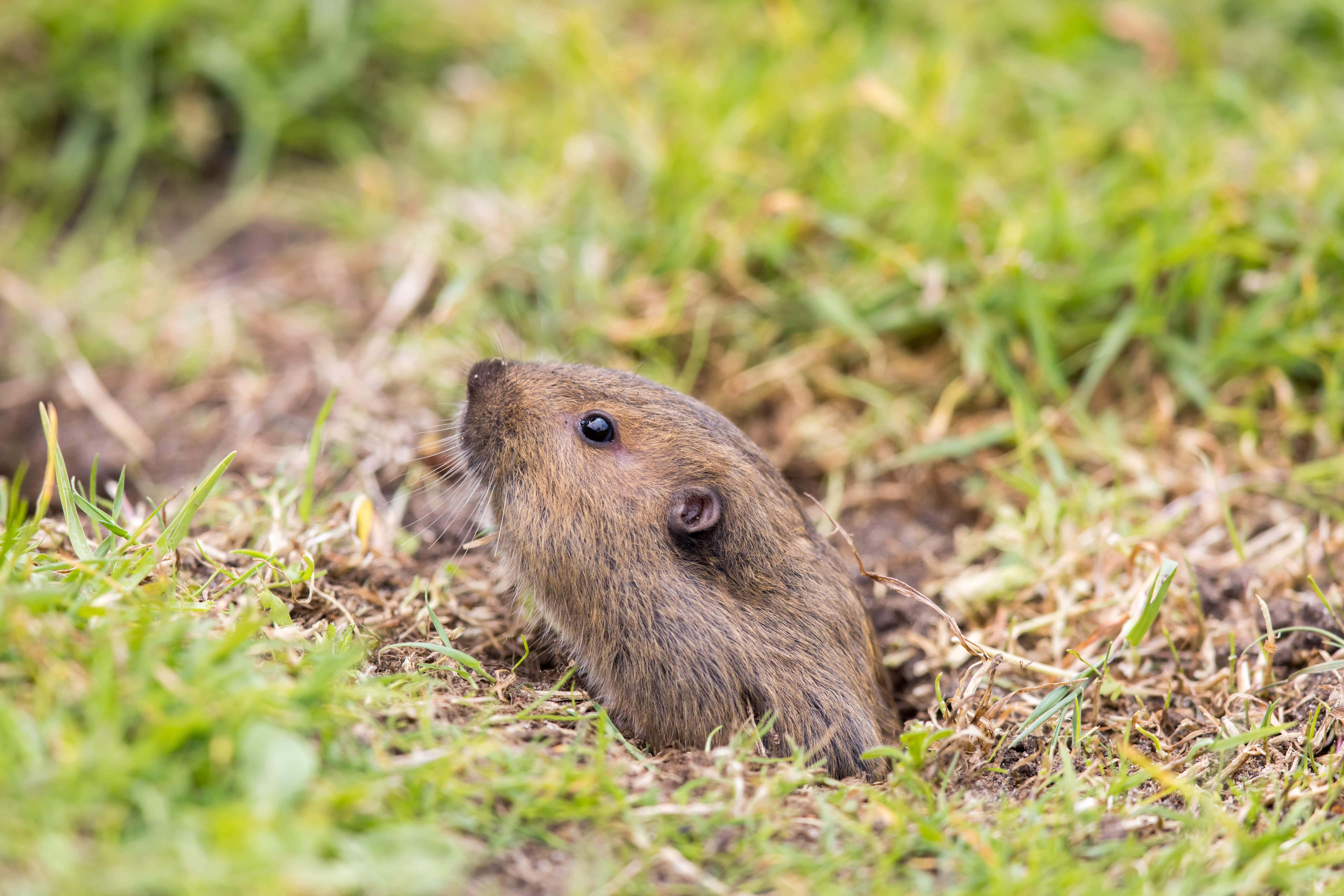 gopher, burrow, green grass, 5K Desktop Wallpaper
