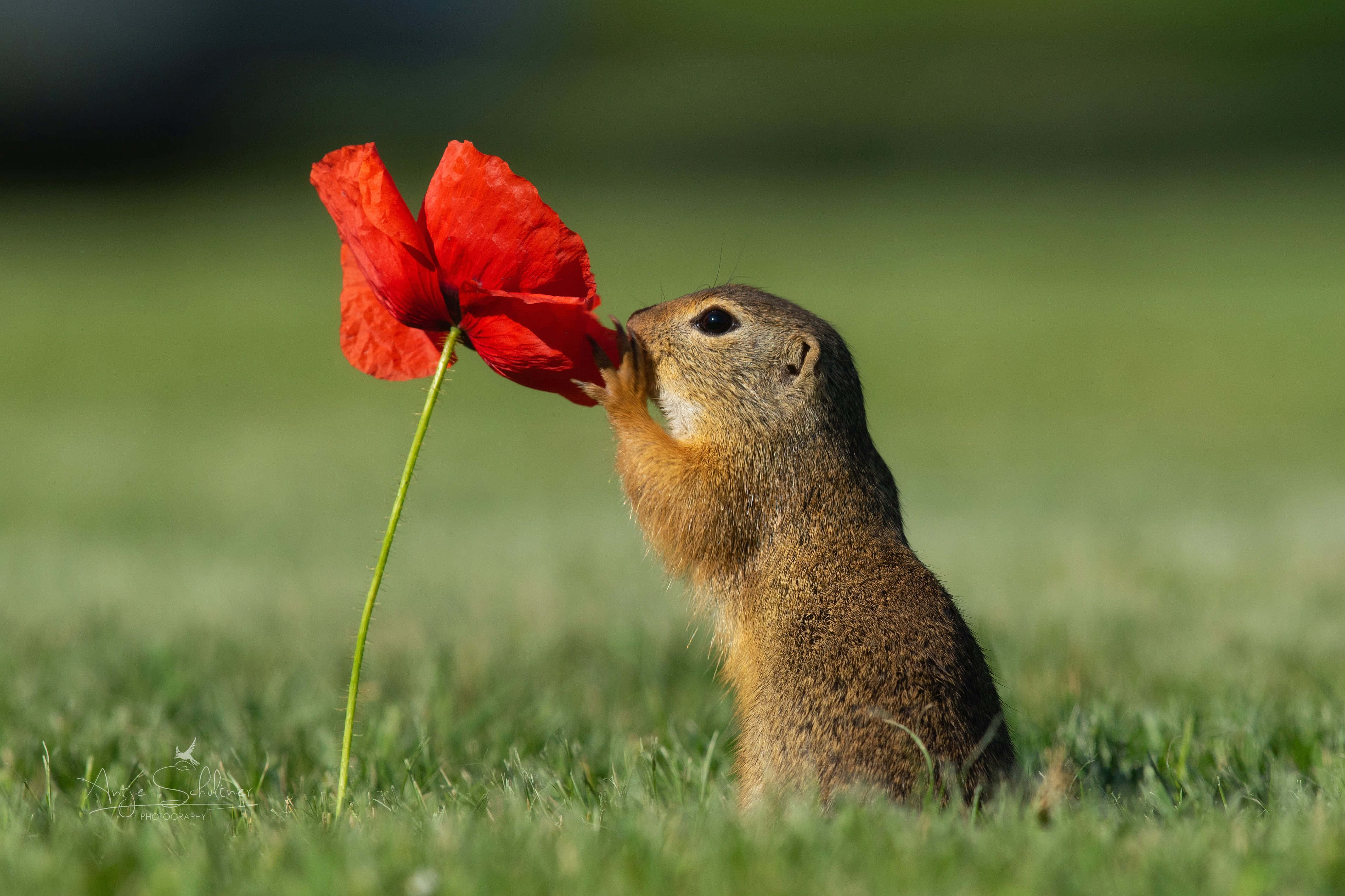 gopher, red poppy, sunlit grassy field, 4K Desktop Wallpaper