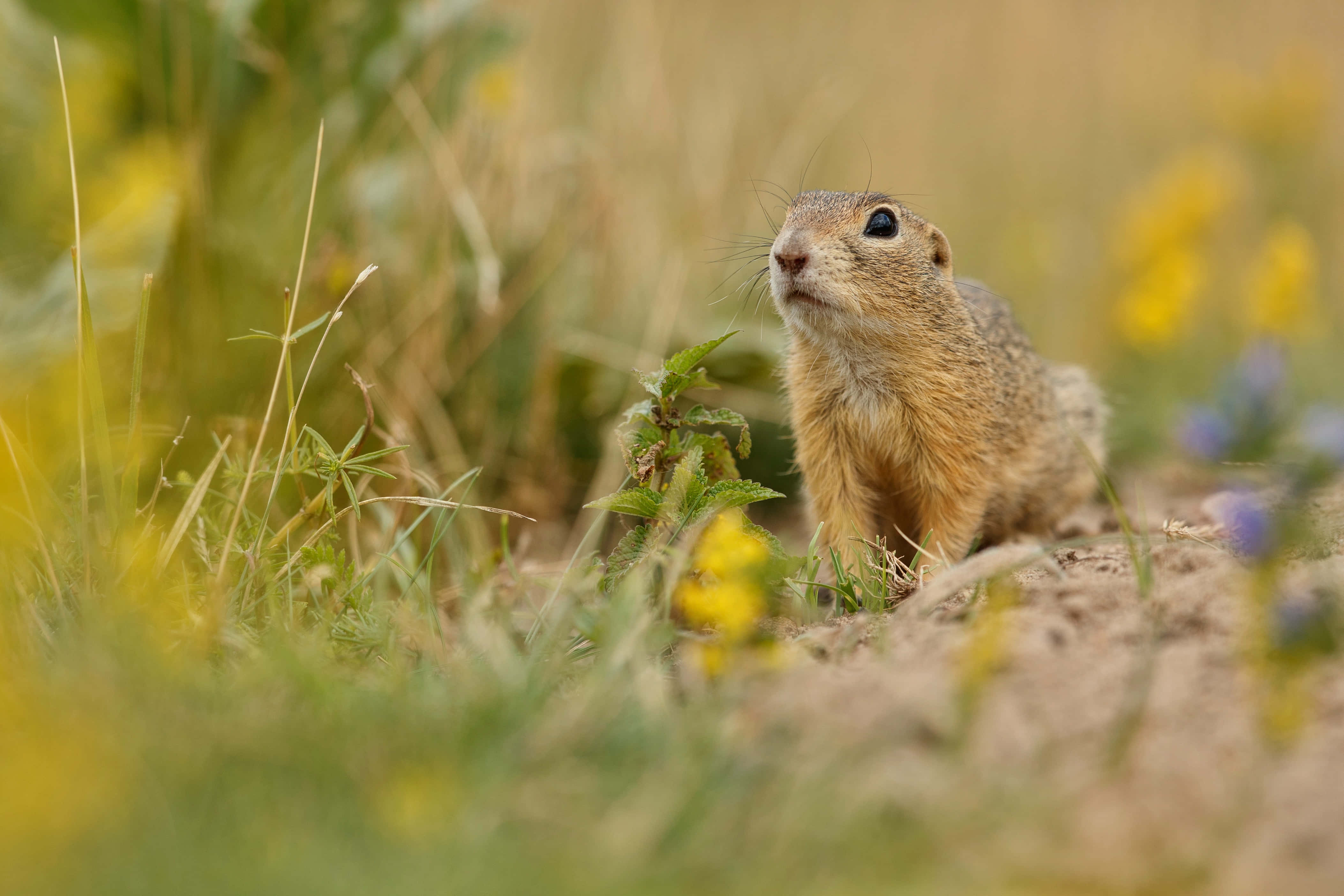Gopher, grassy field, yellow wildflowers, 4K Desktop Wallpaper