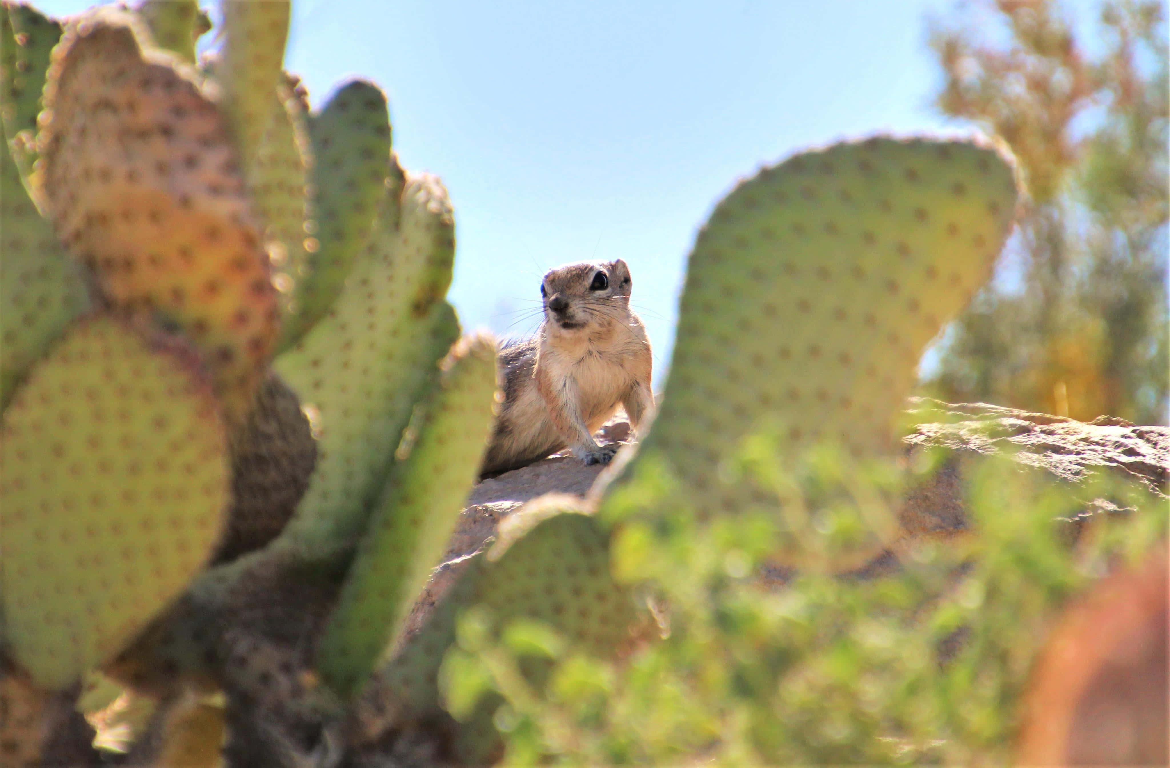 Gopher, prickly pear cactus, bright blue sky, 4K Desktop Wallpaper