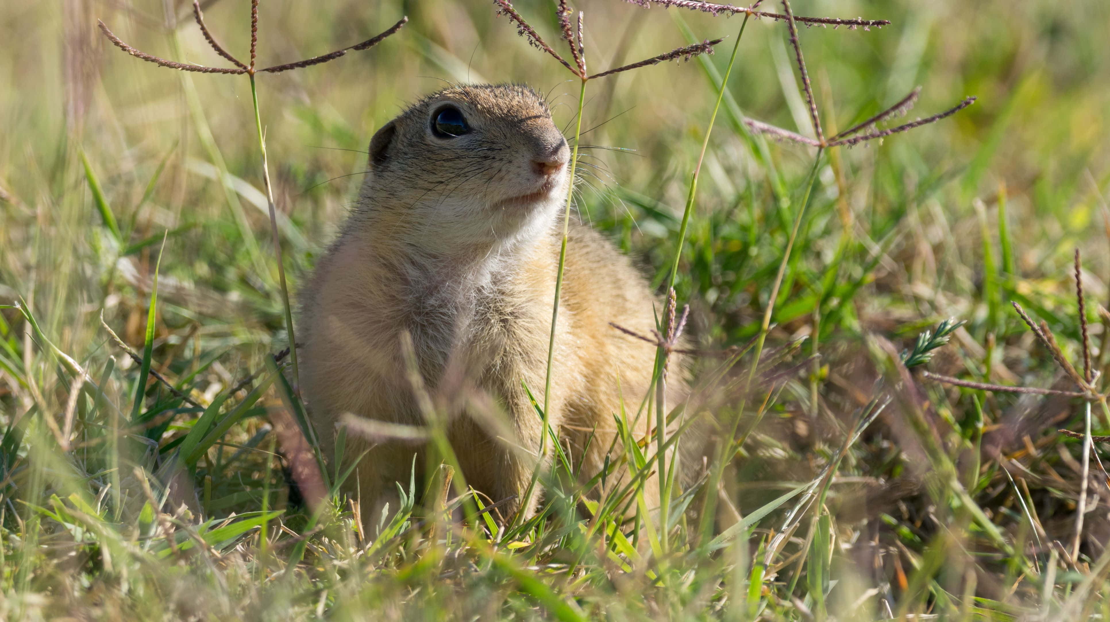 Gopher, Grassland, Brown fur, 4K Desktop Wallpaper