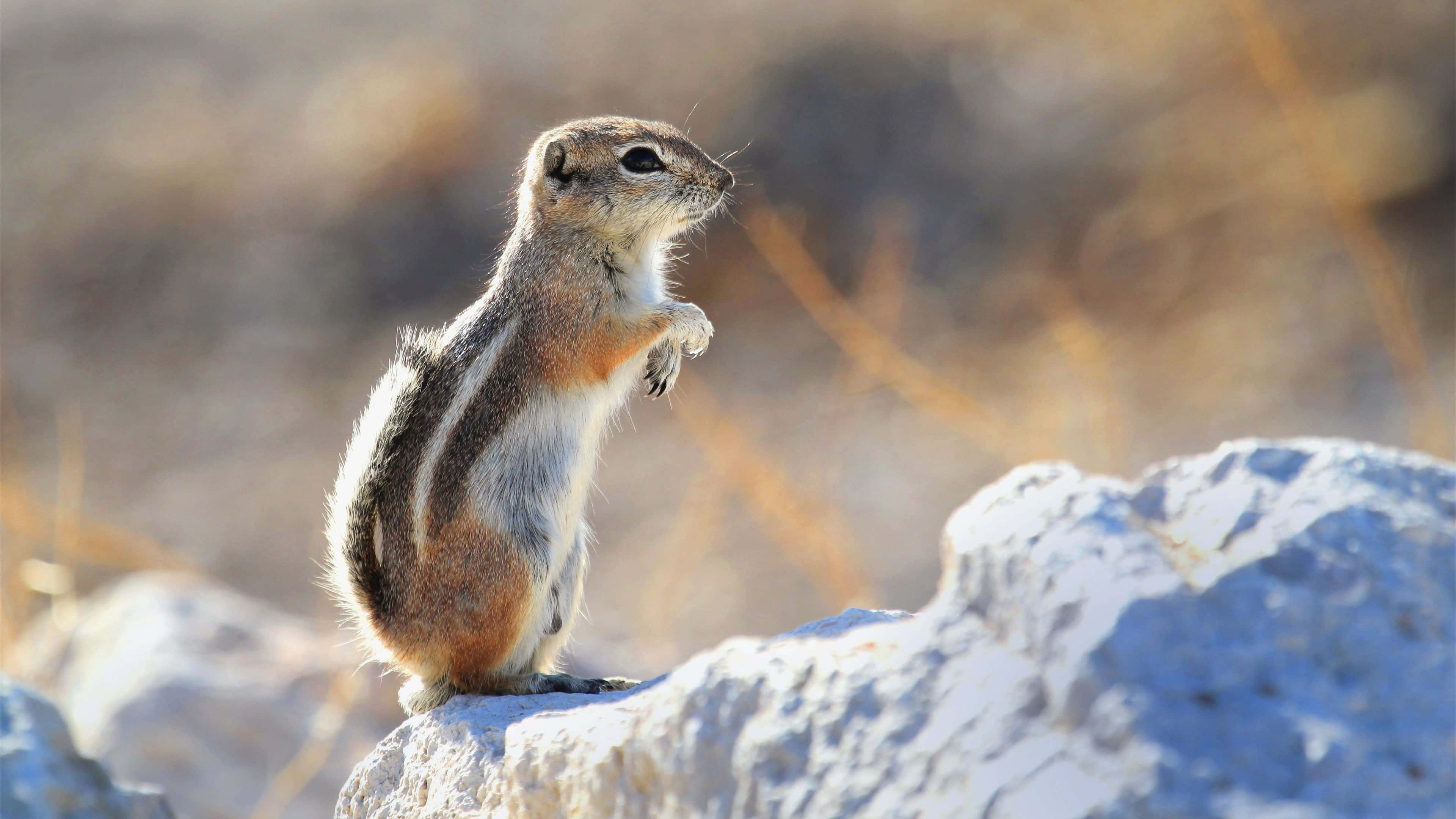 Gopher, sunlit rock, dry grass, 4K Desktop Wallpaper