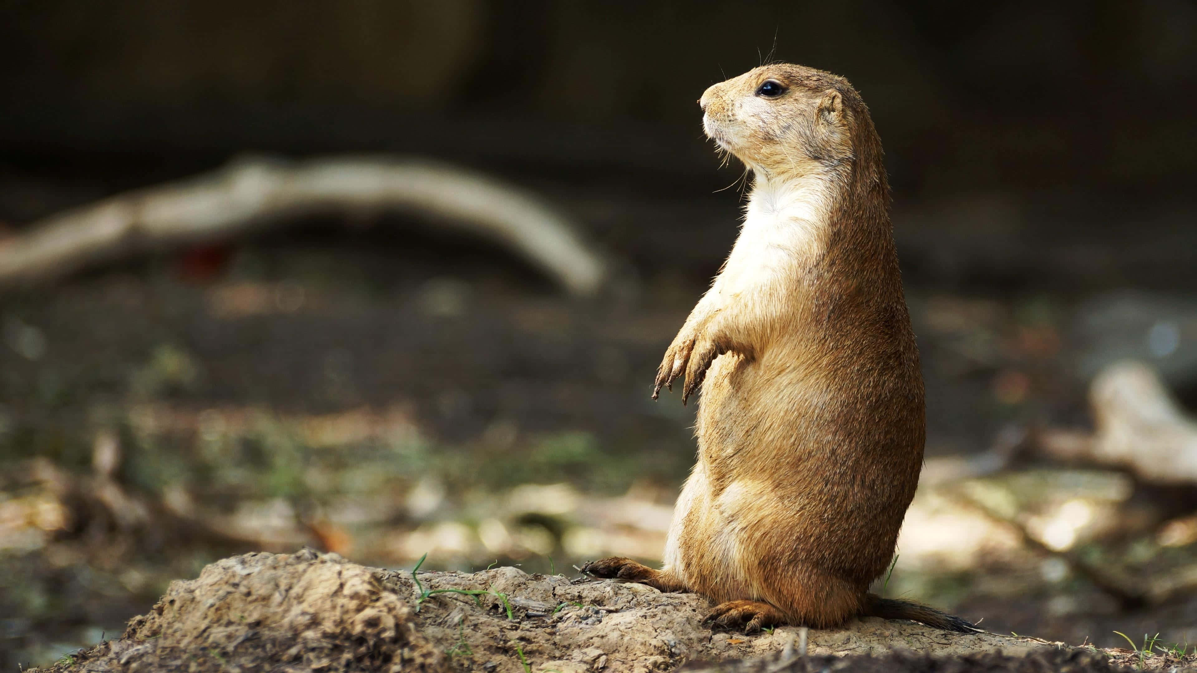 Gopher, dirt mound, sunlit forest clearing, 4K Desktop Wallpaper