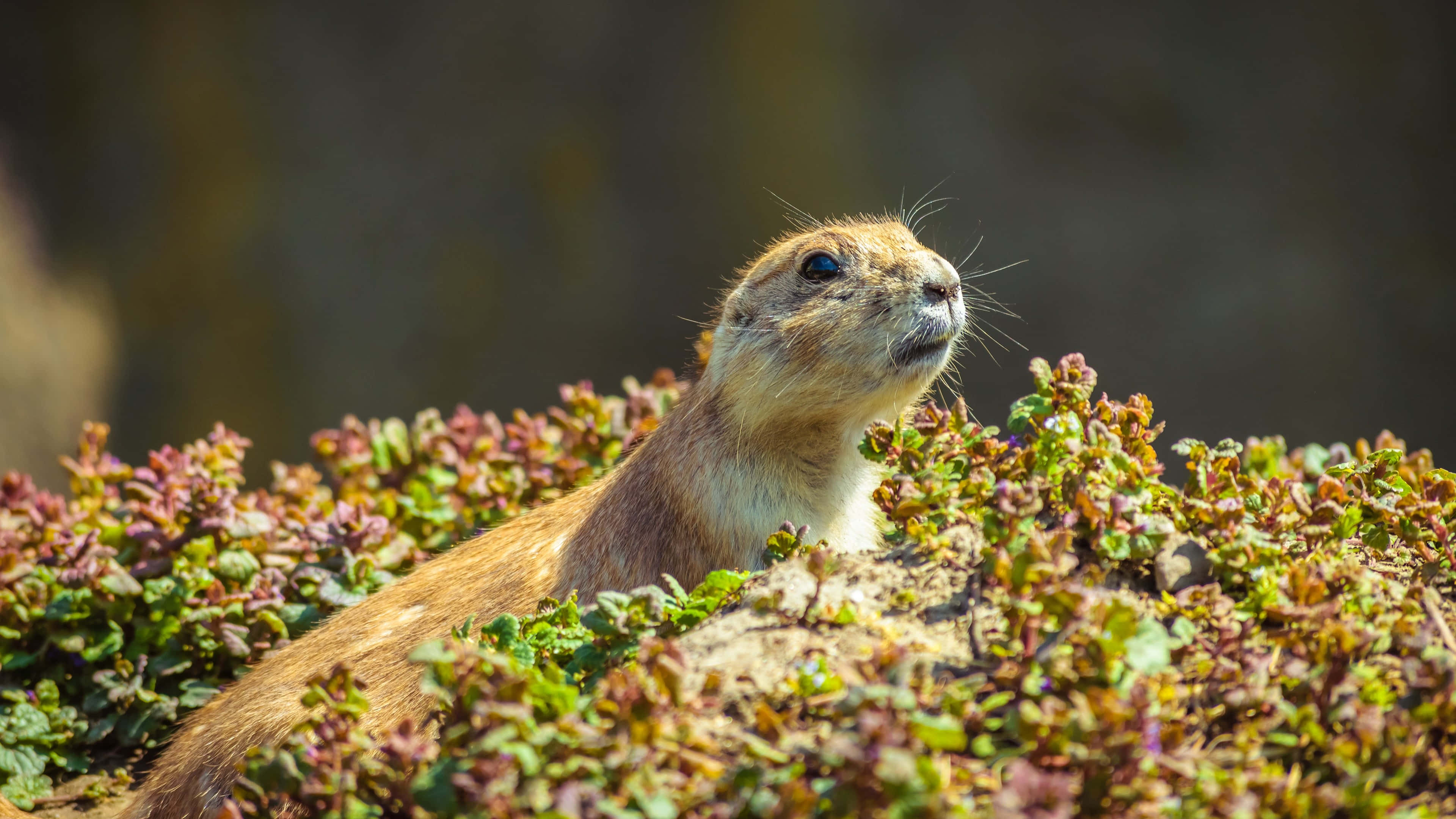 Gopher, Prairie dog, Green foliage, 4K Desktop Wallpaper