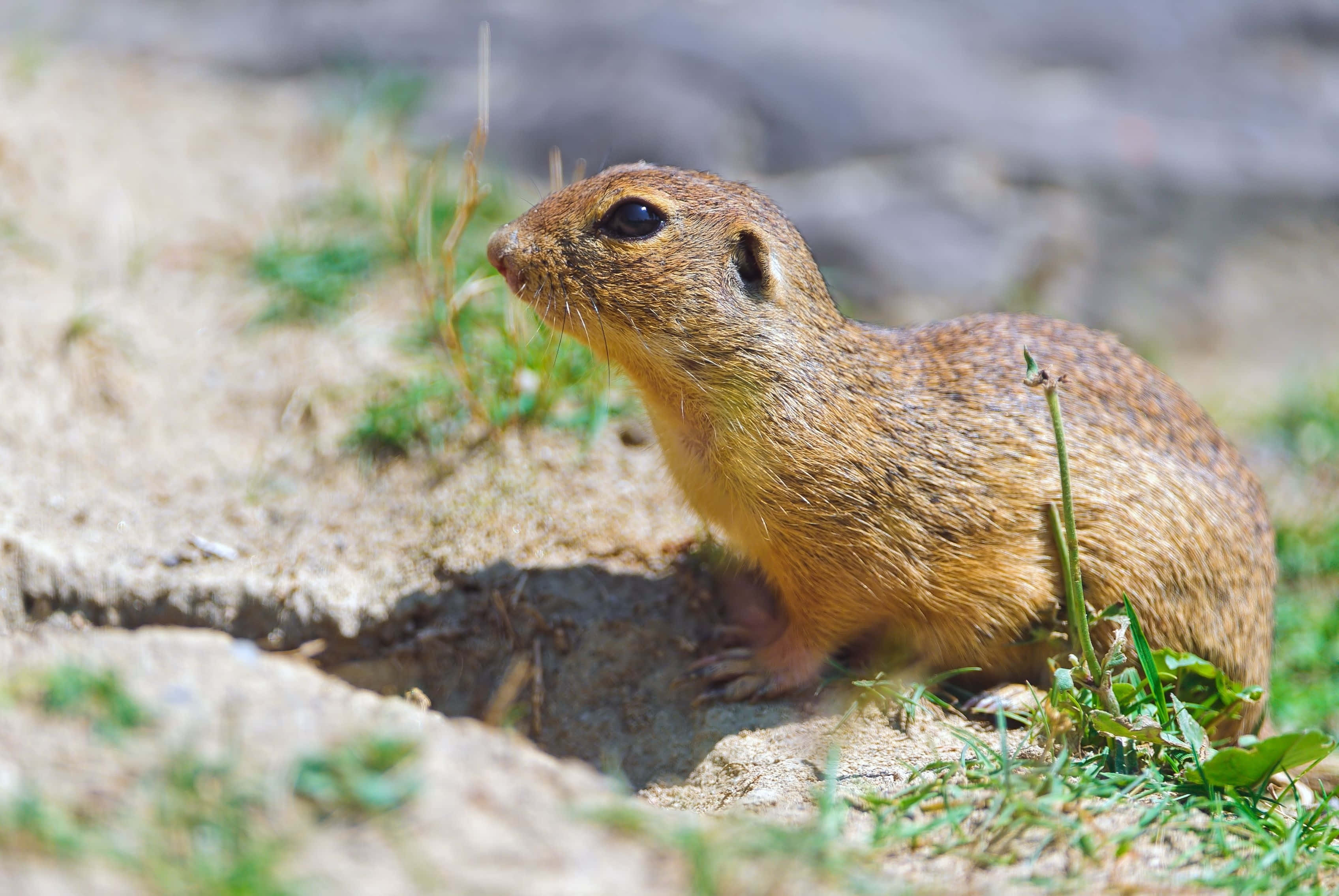 Gopher, burrow, sandy soil, 2K Desktop Wallpaper