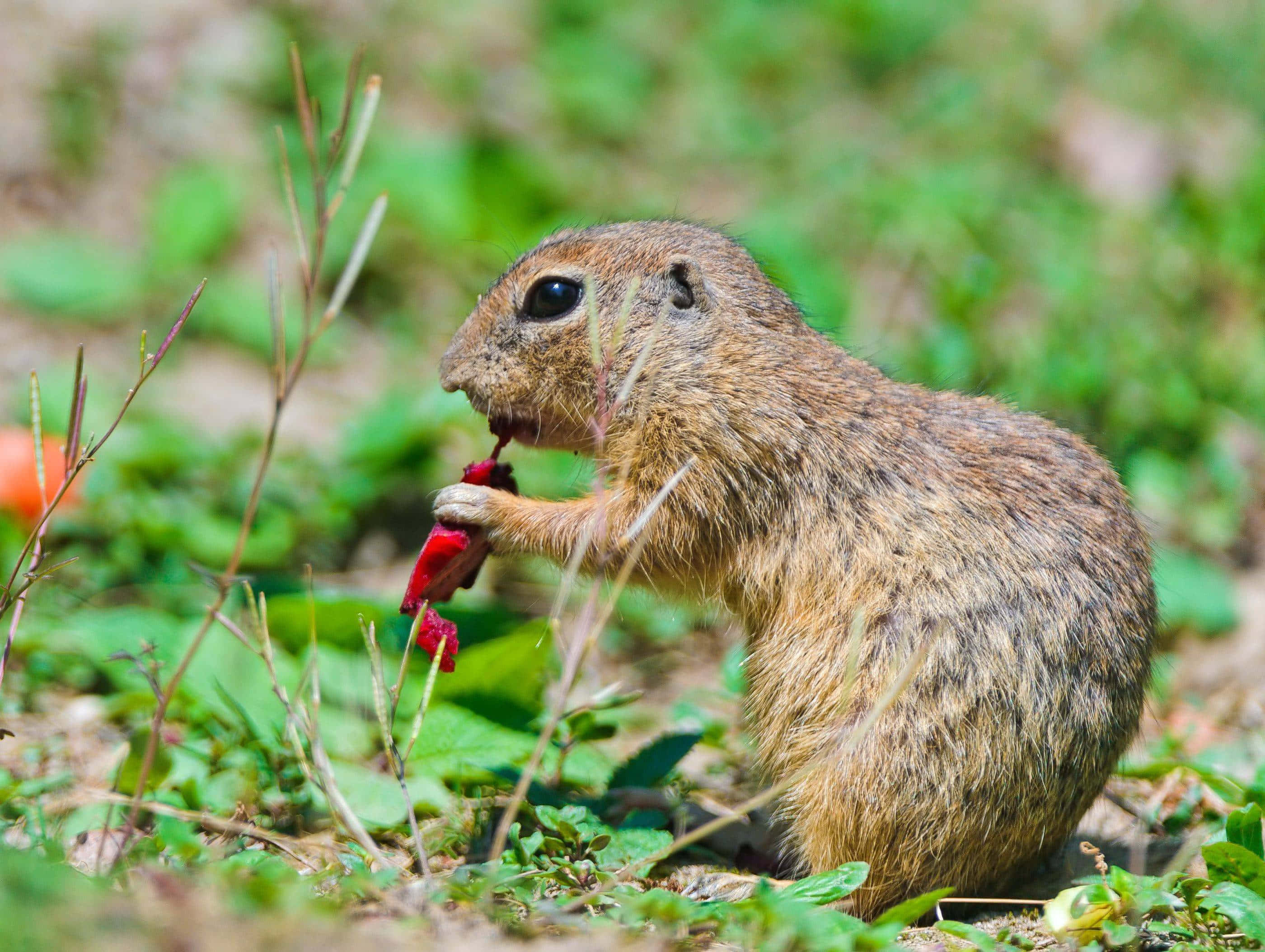 Gopher, red flower, bright red berry, 2K Desktop Wallpaper