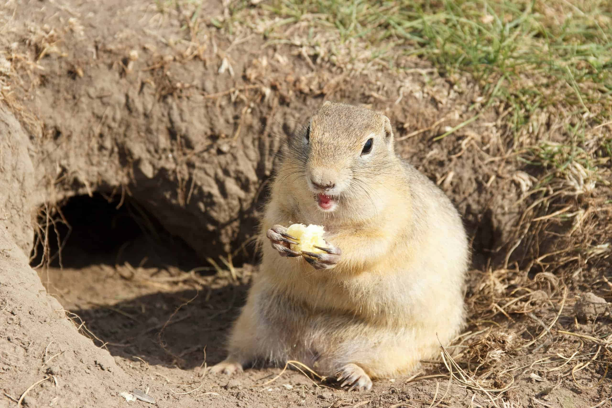 gopher, burrow, fluffy ground squirrel, 2K Desktop Wallpaper