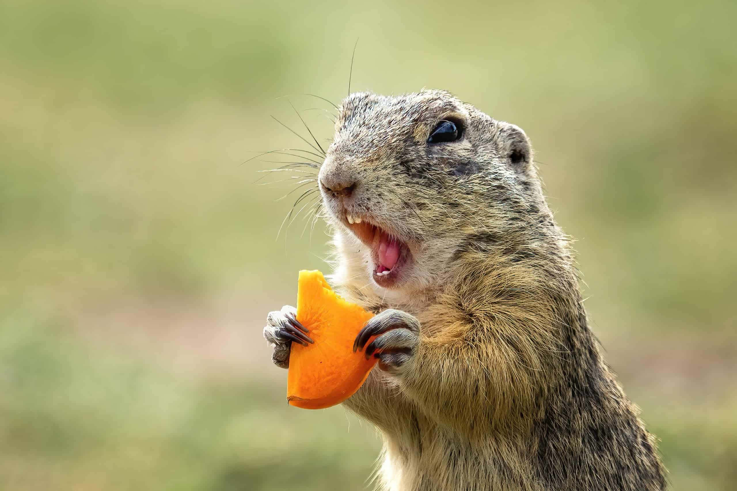 gopher, carrot, bright orange, 2K Desktop Wallpaper