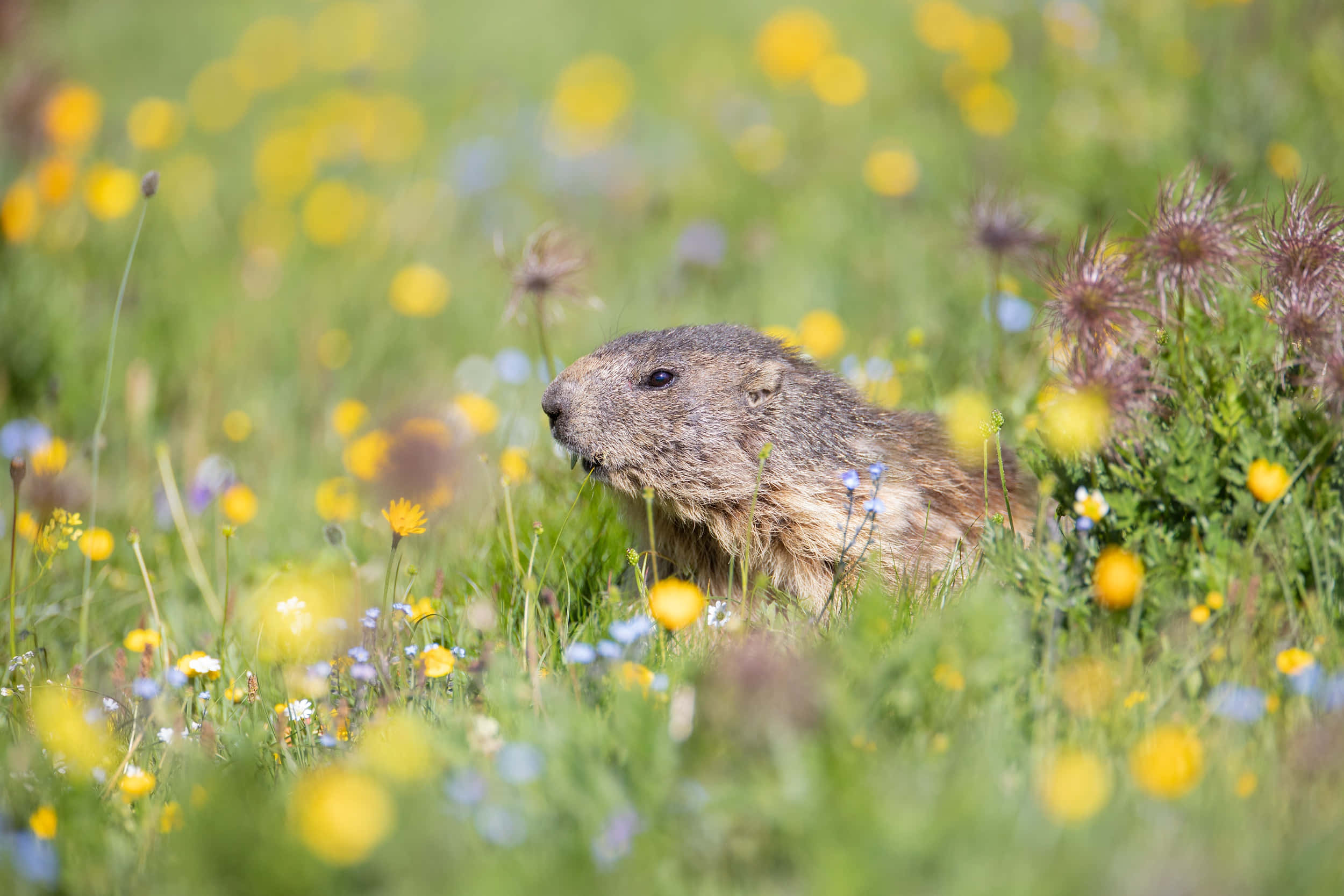 Gopher, wildflower meadow, sunlit meadow, Full HD Desktop Wallpaper