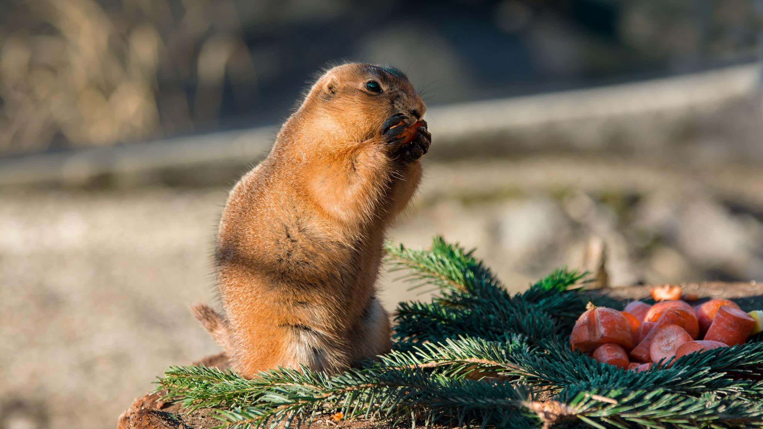 Gopher, carrots, pine branch, 2K Desktop Wallpaper