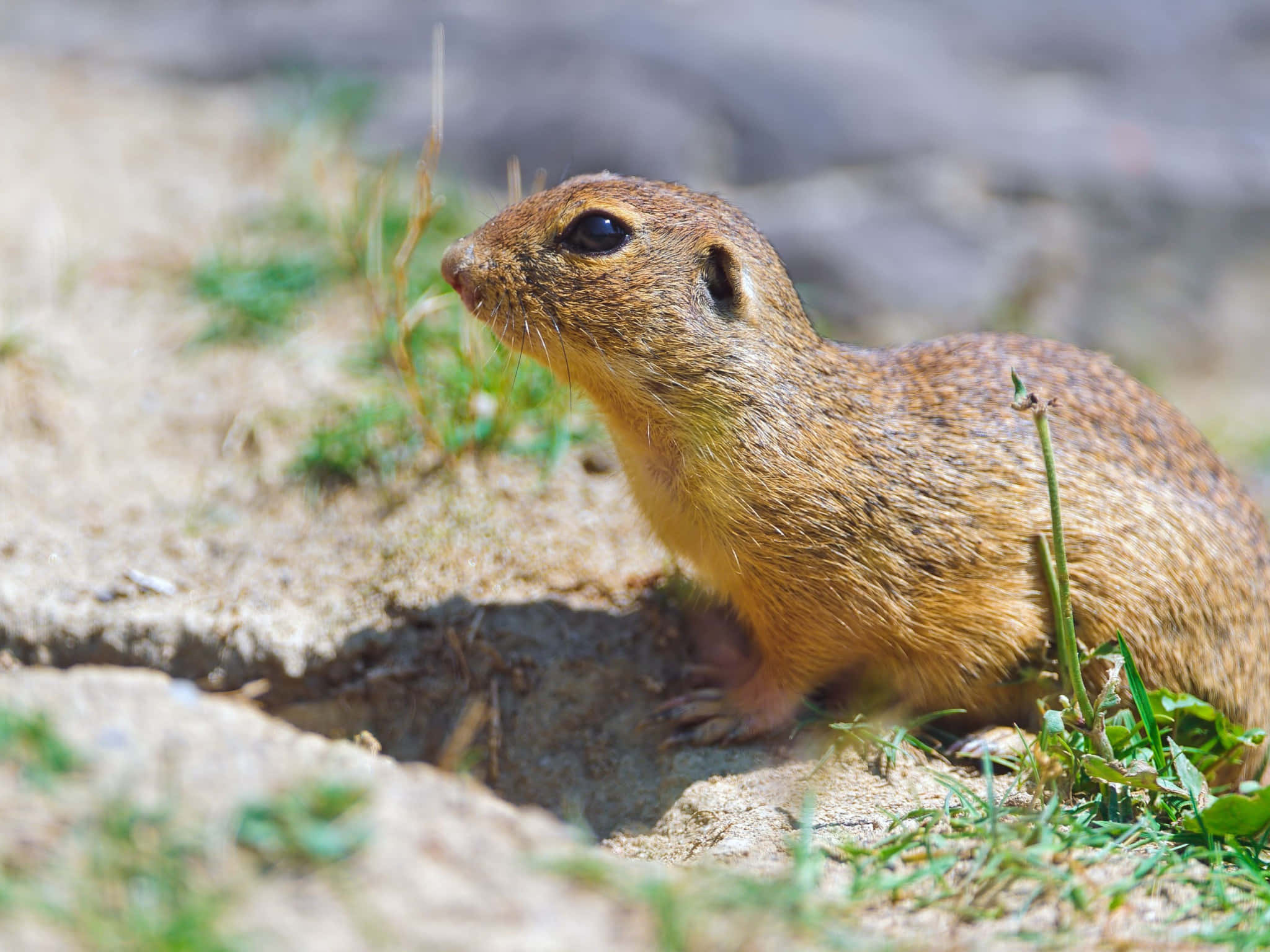 Gopher, burrow entrance, sandy soil, Full HD Desktop Wallpaper