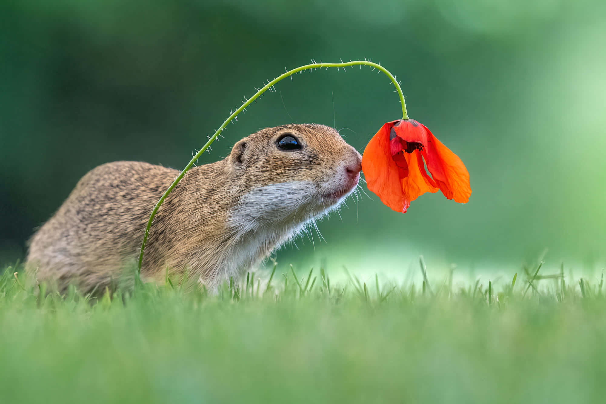 Gopher, vibrant red poppy flower, lush green meadow, Full HD Desktop Wallpaper