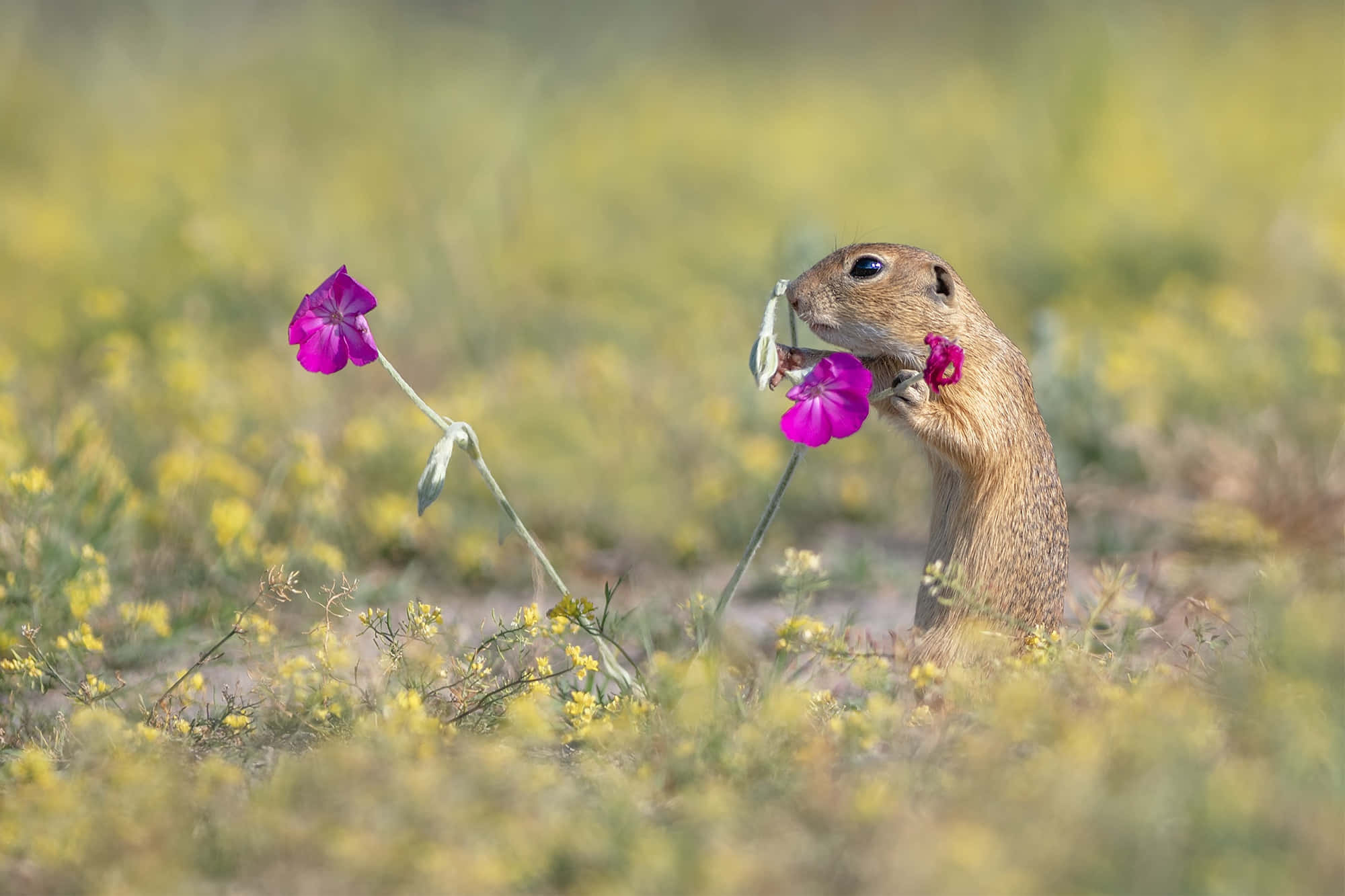 Gopher, vibrant pink flowers, sunlit field, Full HD Desktop Wallpaper