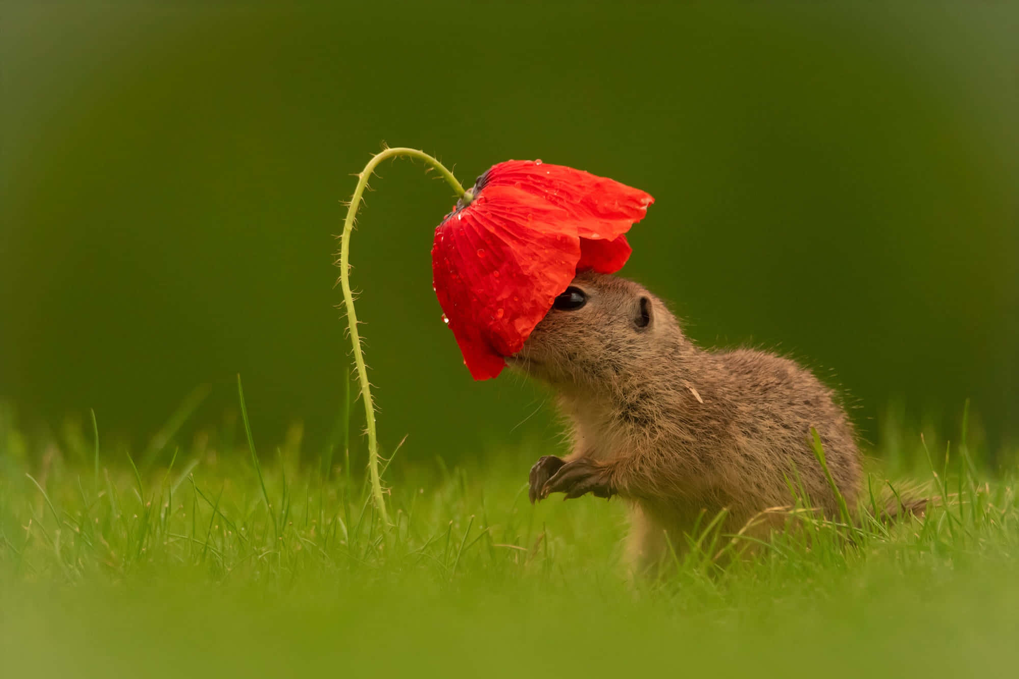 Gopher, poppy flower, bright red, Full HD Desktop Wallpaper