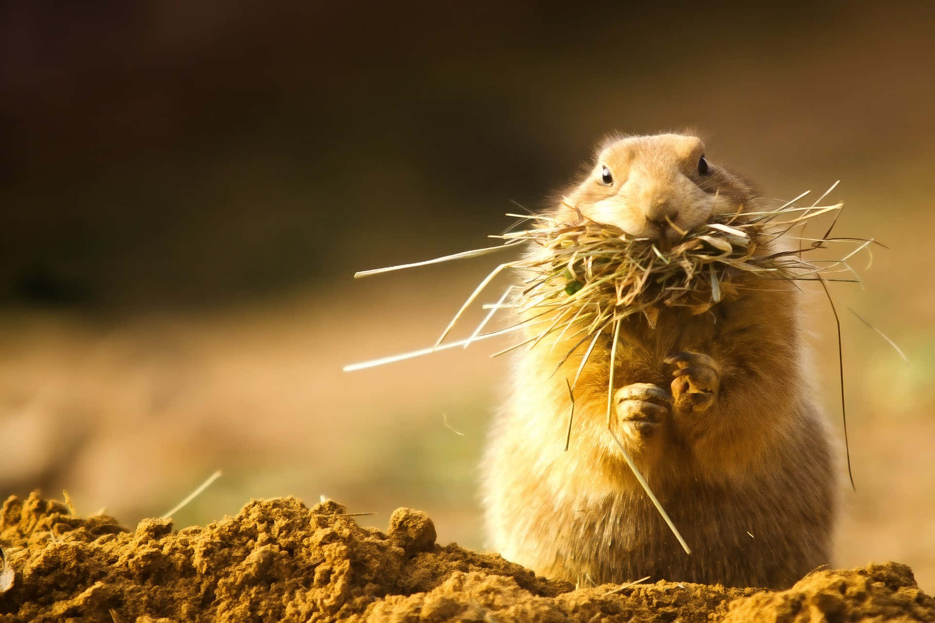 Gopher, prairie dog, bundle of hay, Full HD Desktop Wallpaper
