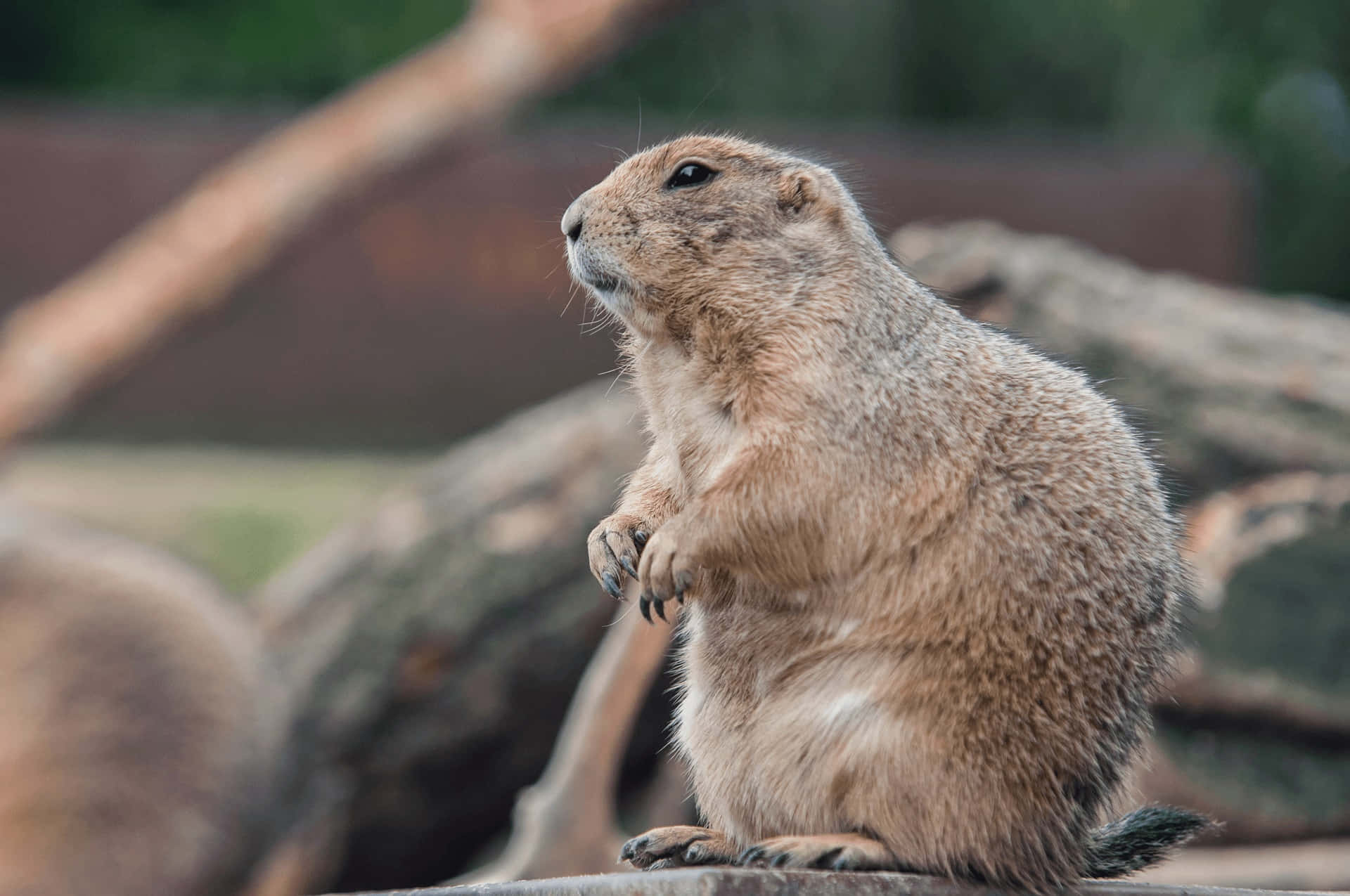 Gopher, log, prairie dog, Full HD Desktop Wallpaper