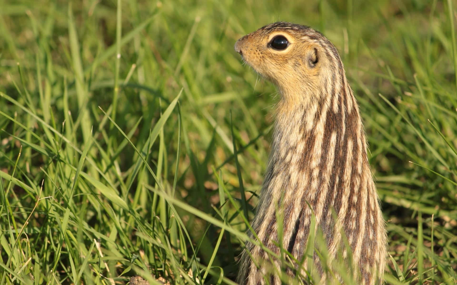 Gopher, striped ground squirrel, vibrant green grass, Full HD Desktop Wallpaper