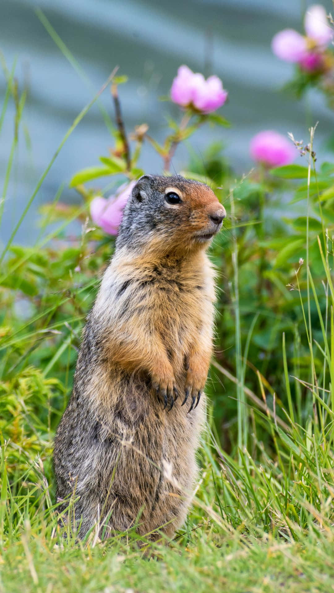 Gopher, vibrant green grass, soft pink flowers, Full HD Phone Wallpaper
