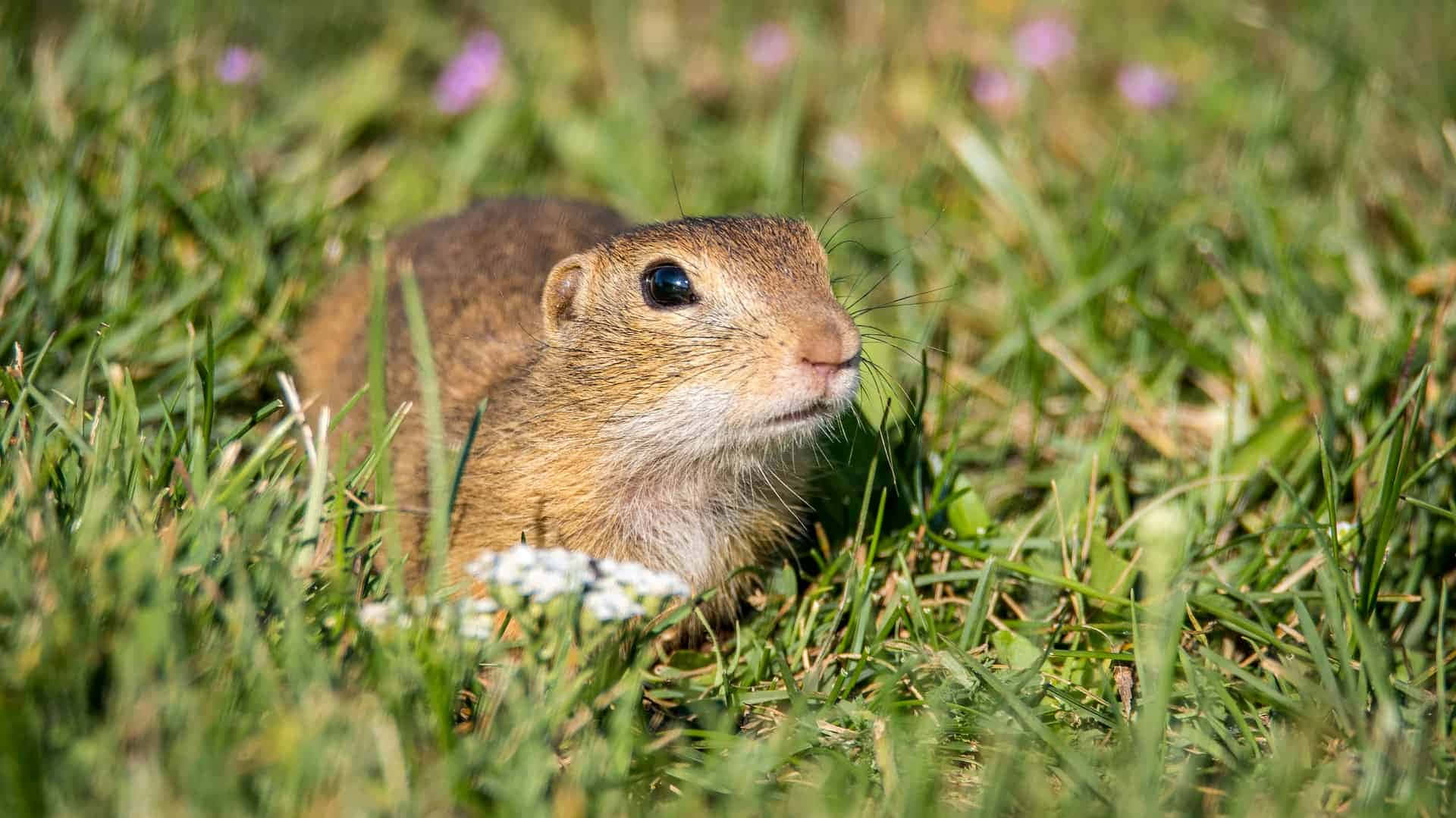 Gopher, grassland, brown ground squirrel, Full HD Desktop Wallpaper