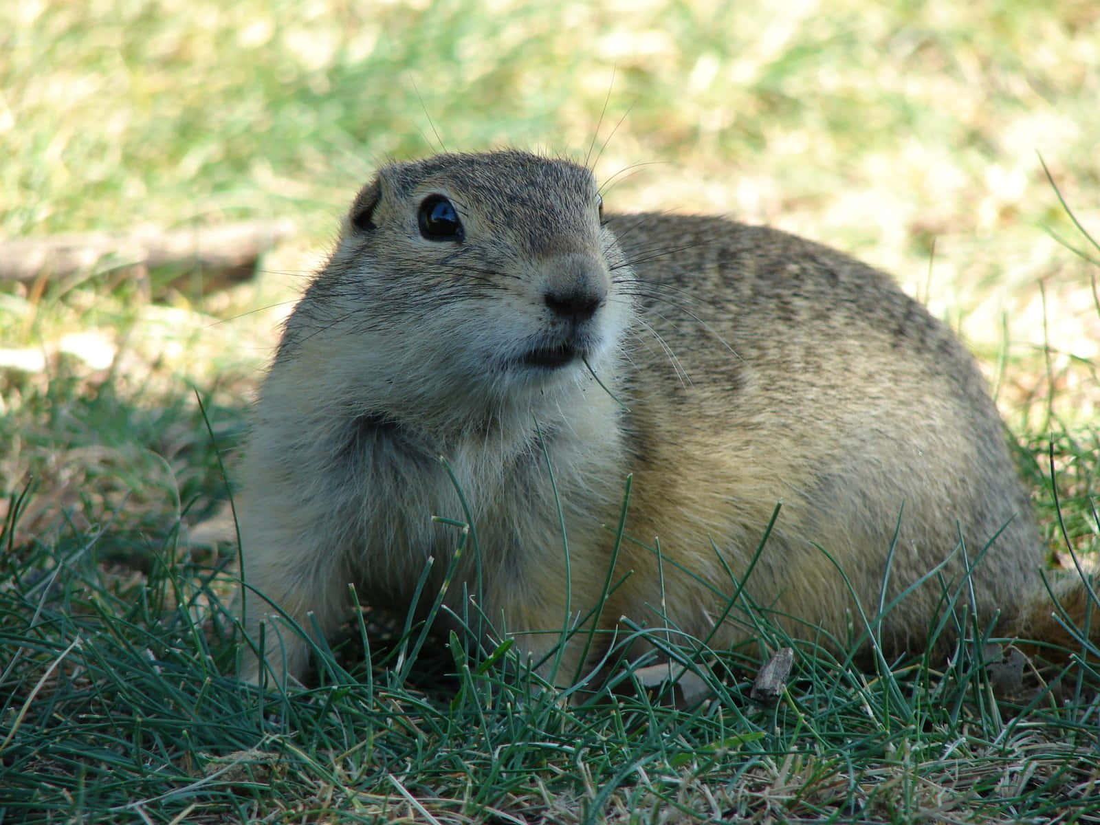Gopher, sunlit green grass, fluffy ground squirrel, HD Desktop Wallpaper