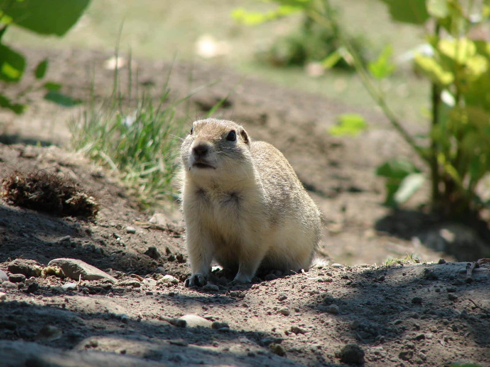Gopher, natural habitat, sunlit dirt, HD Desktop Wallpaper