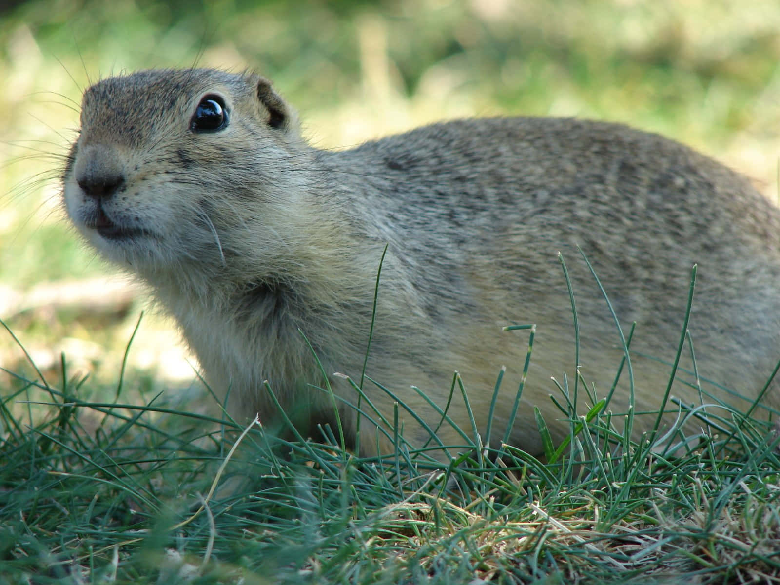 Gopher, green grass, bright sunlight, HD Desktop Wallpaper