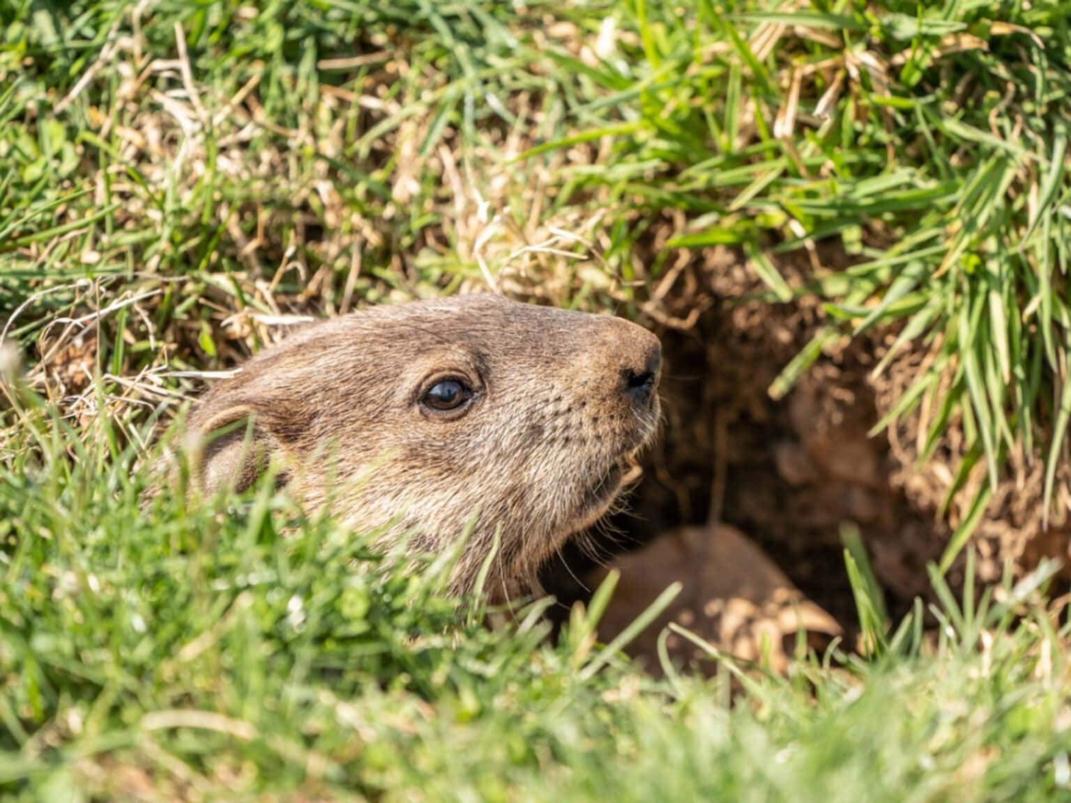 Gopher, brown groundhog, grassy burrow, HD Desktop Wallpaper