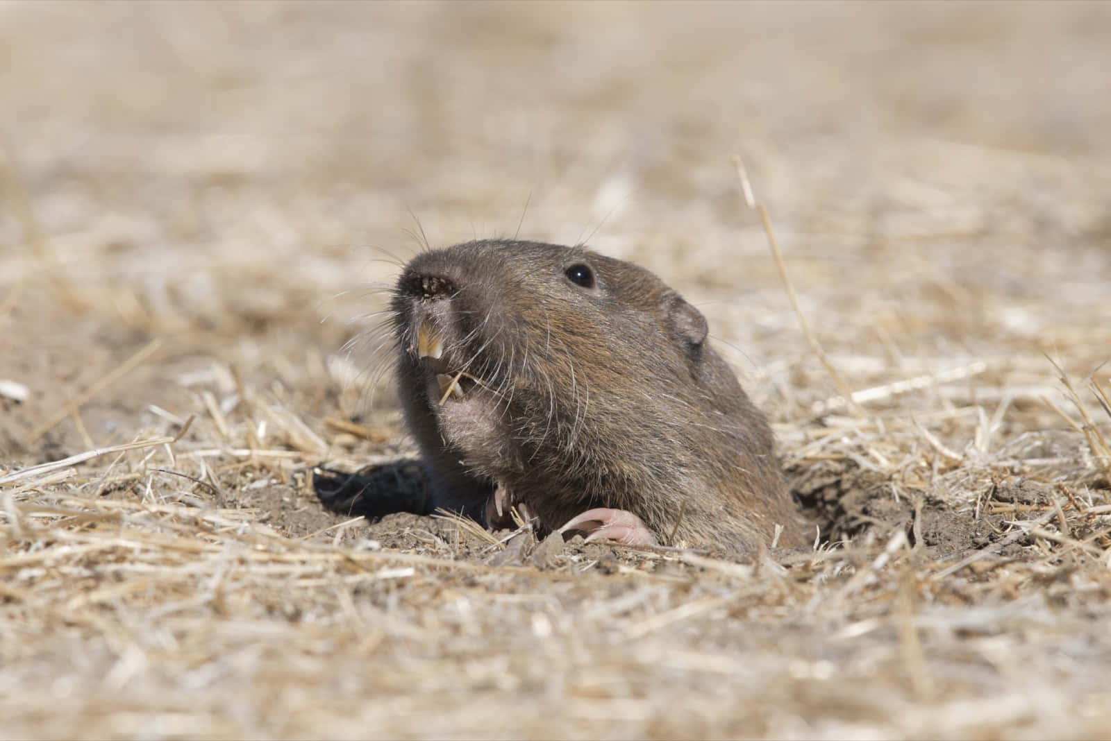 gopher, burrow, dry soil, HD Desktop Wallpaper