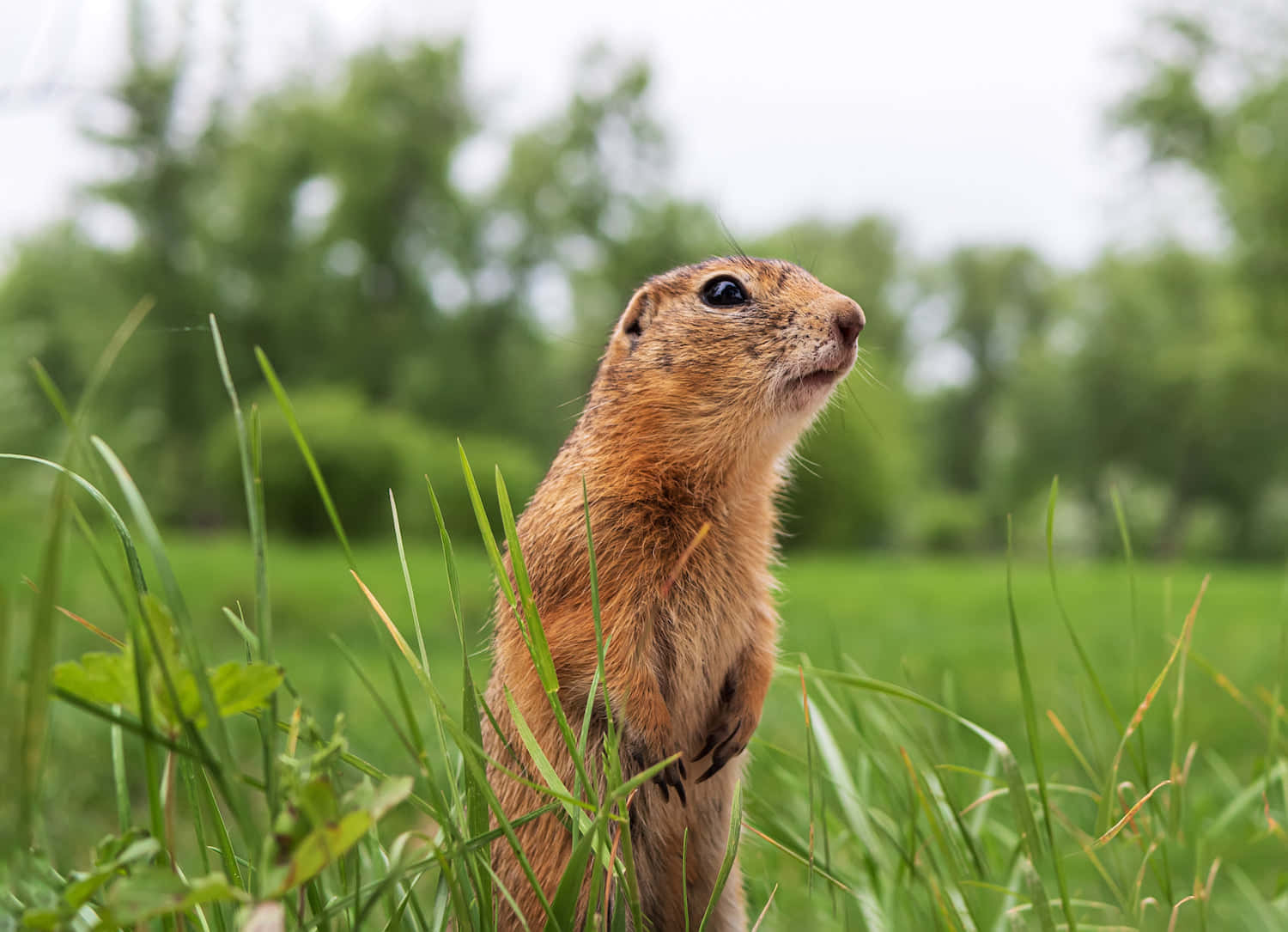 Gopher, grass, forest, HD Desktop Wallpaper