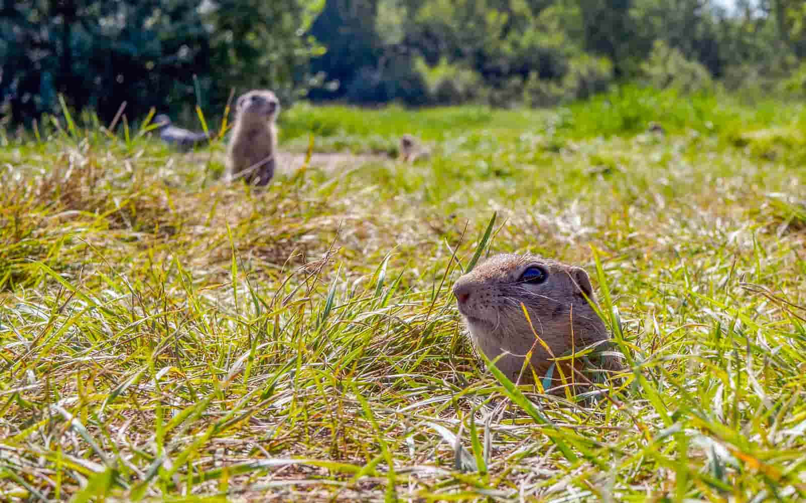 gopher, grassy field, bright sunlight, HD Desktop Wallpaper