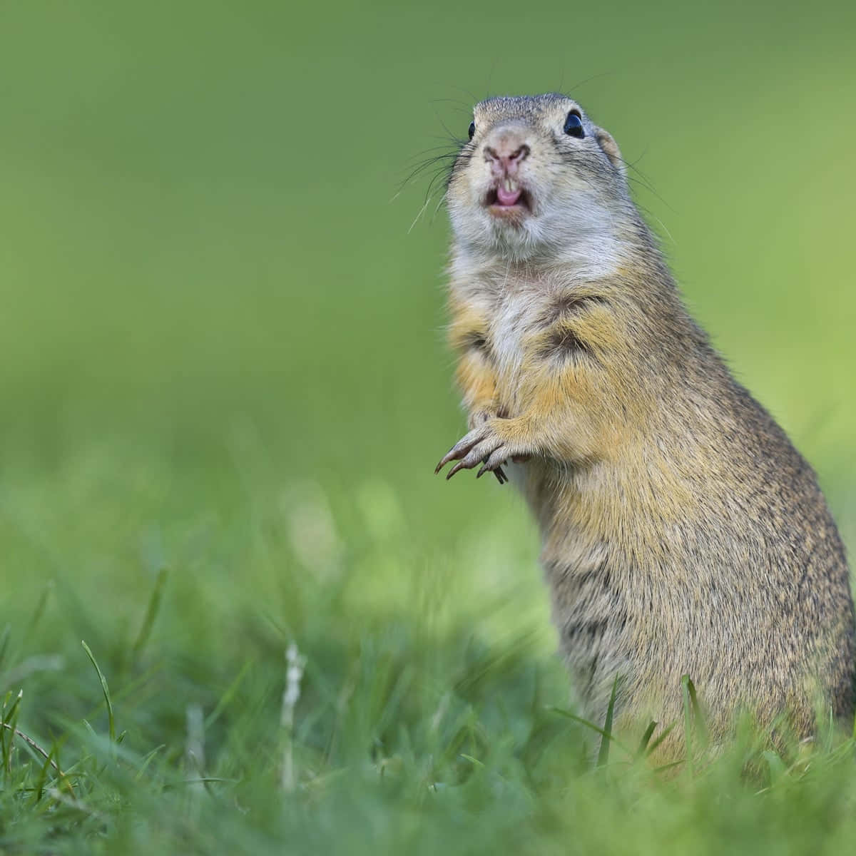 Gopher, vibrant green grass, ground squirrel, SD Desktop Wallpaper