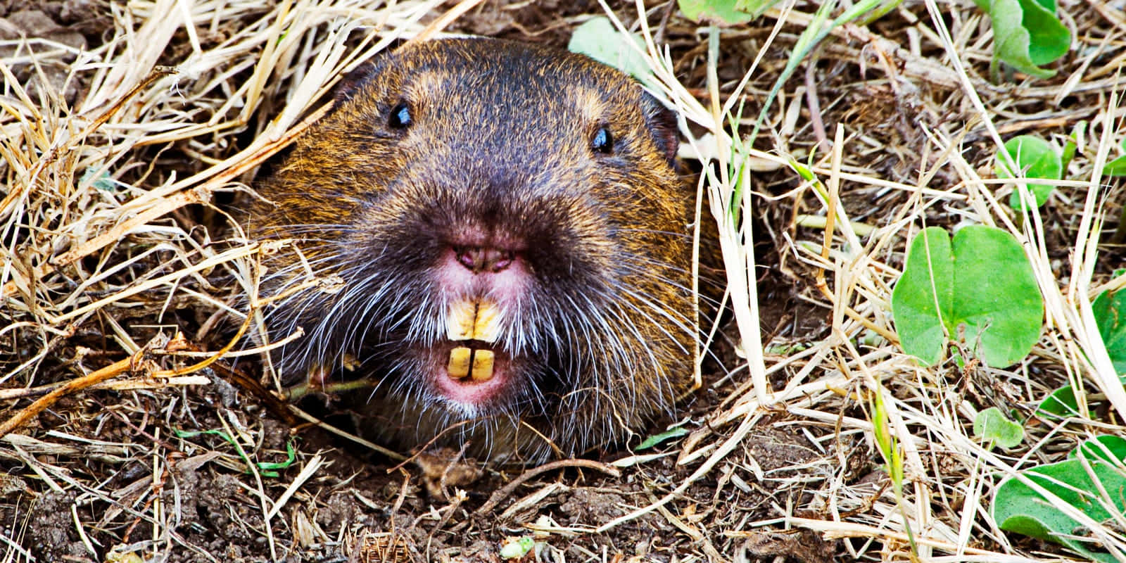 gopher, burrow, yellow teeth, HD Desktop Wallpaper